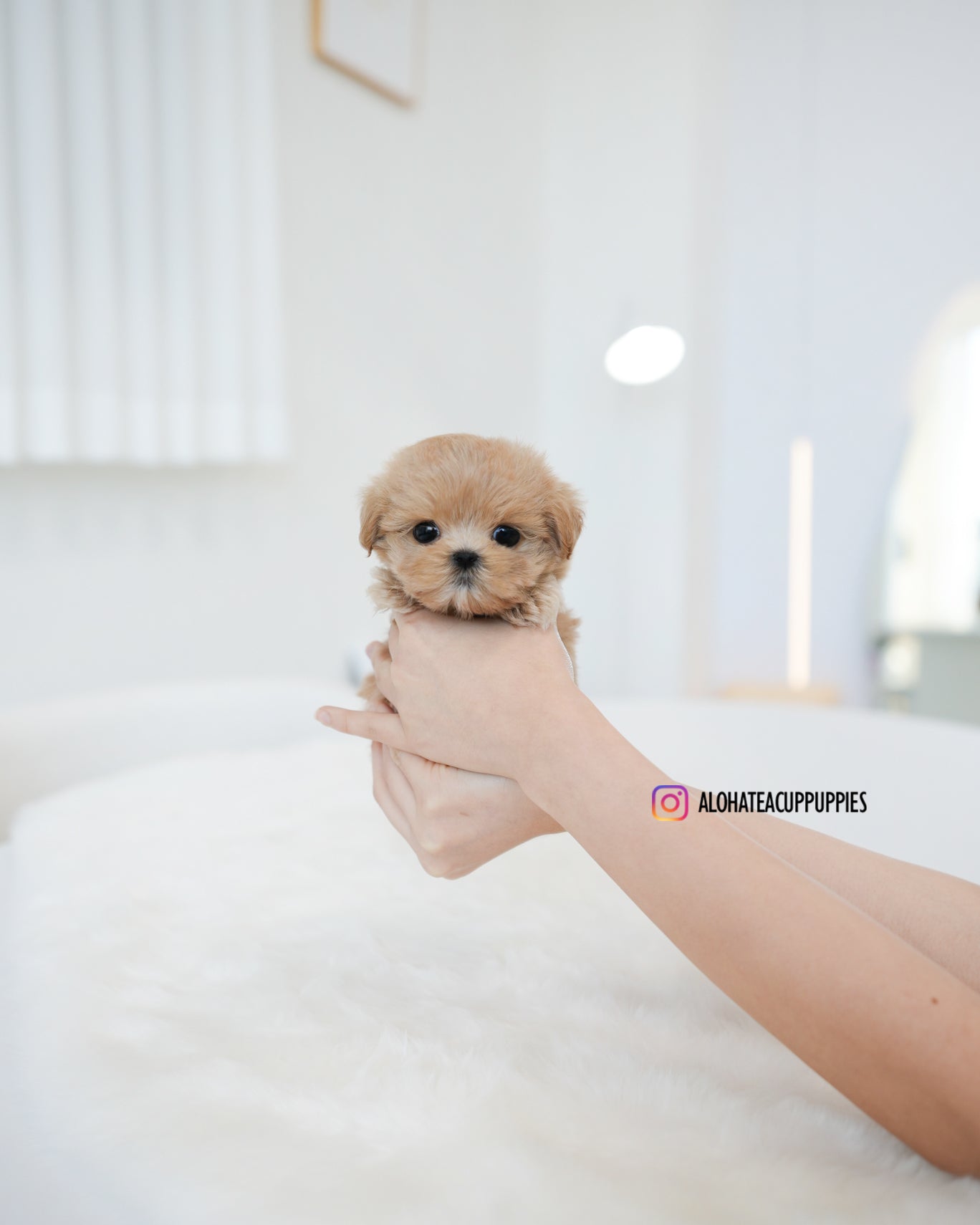 Muffin [TEACUP MALTIPOO]