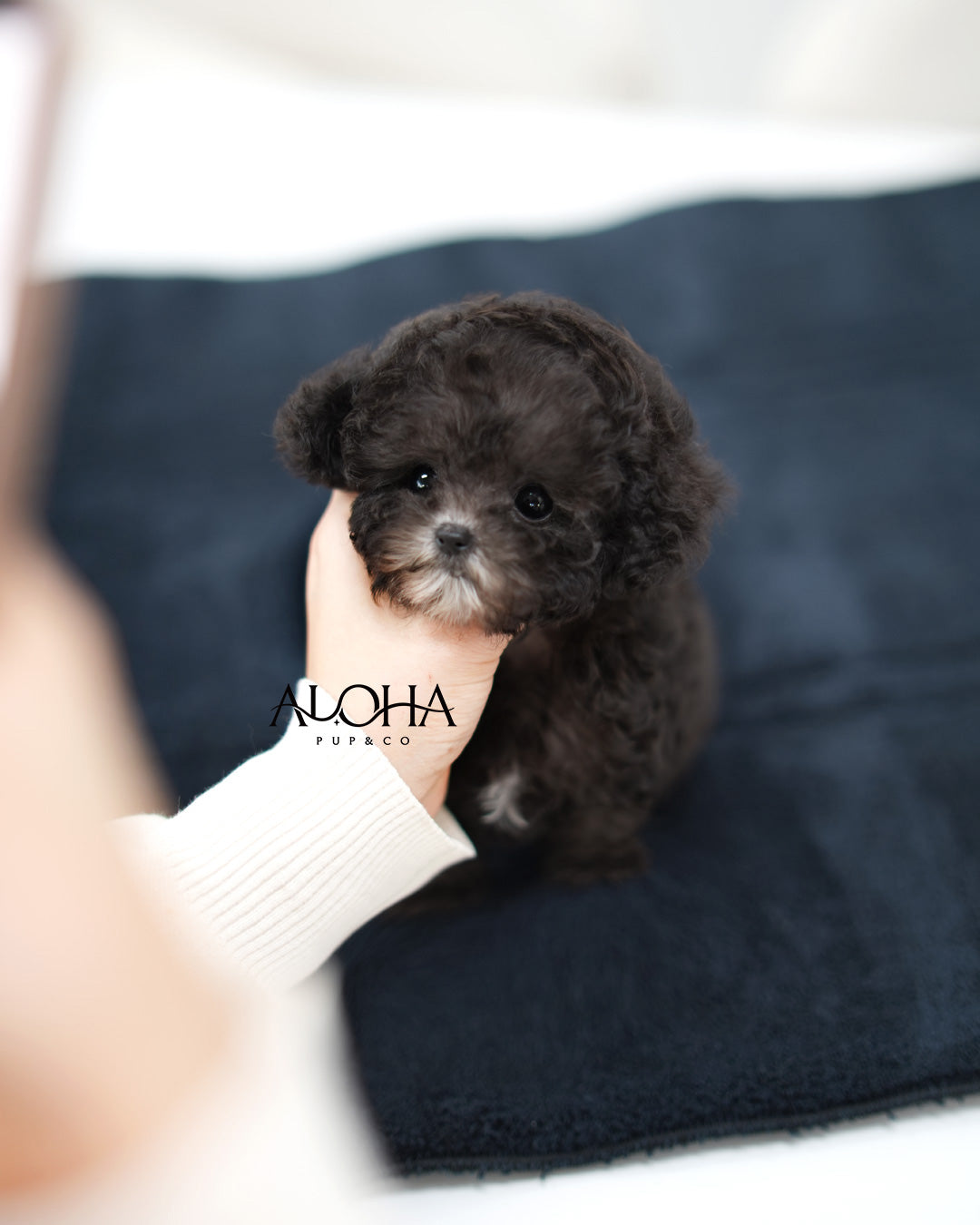 Bijou [Teacup POODLE]