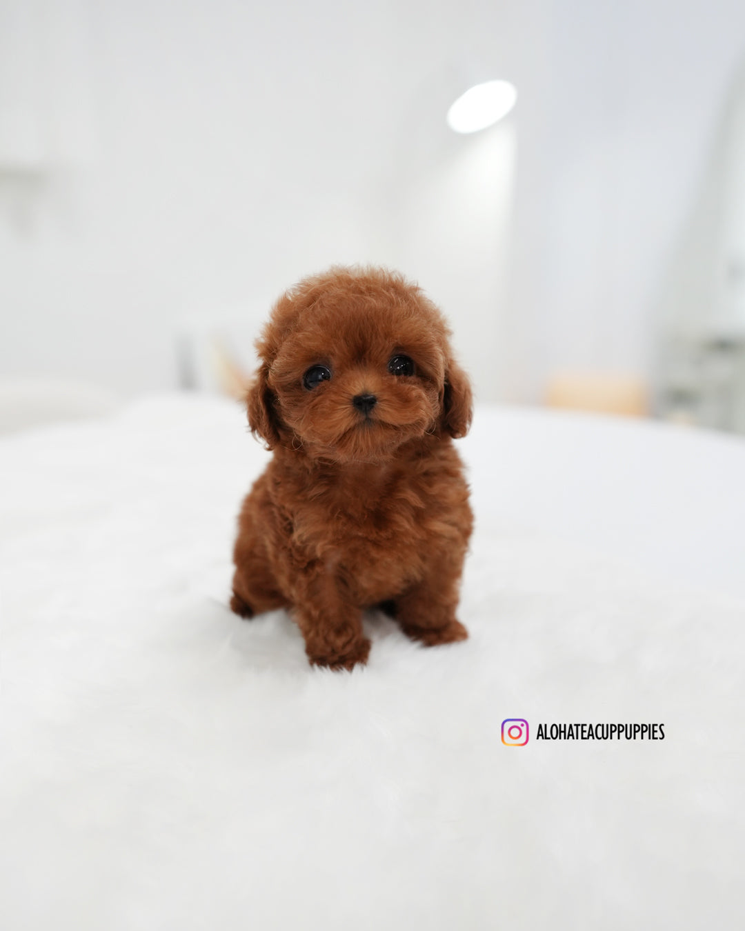 Remi [TEACUP POODLE]