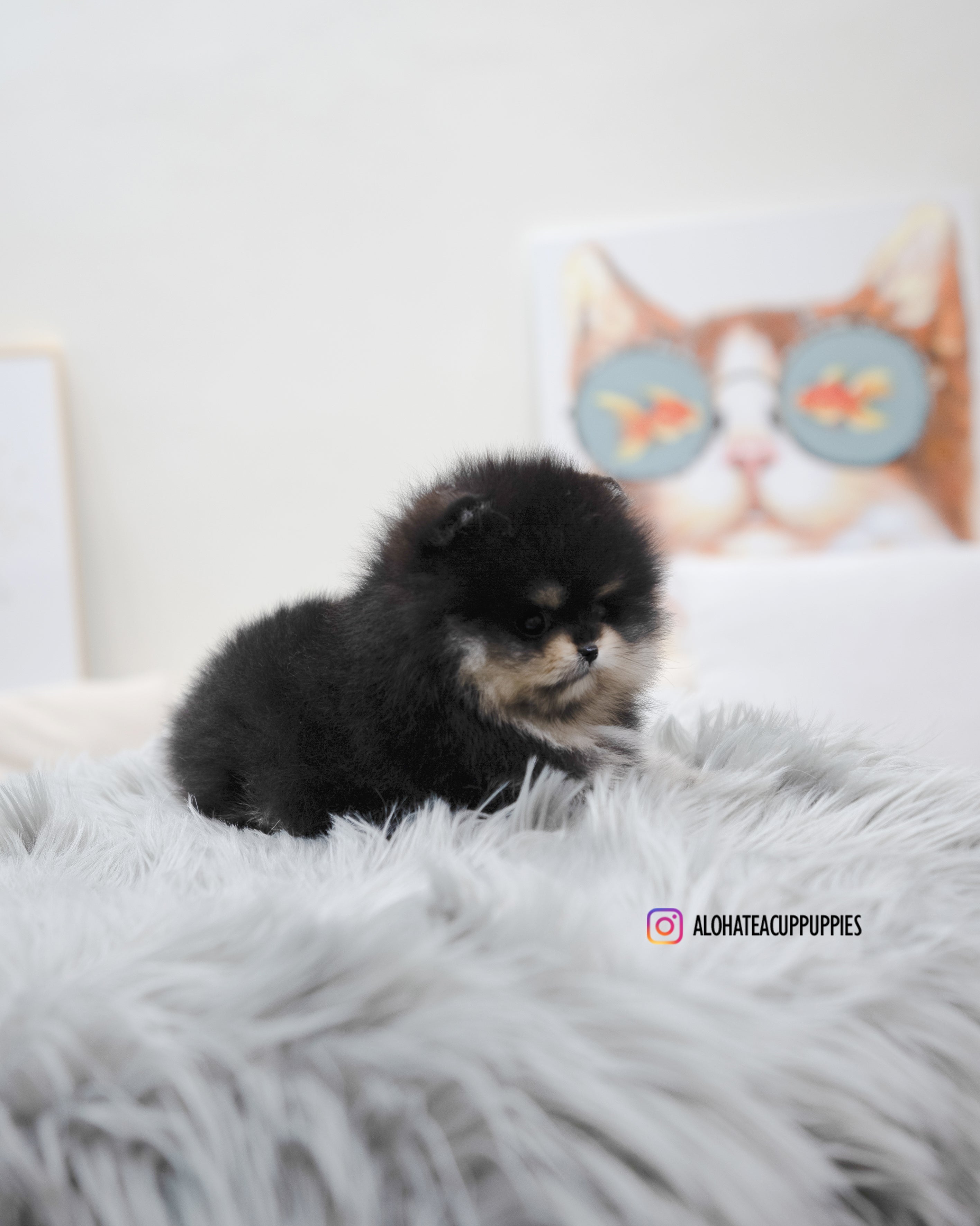 Ryan [TEACUP POMERANIAN]