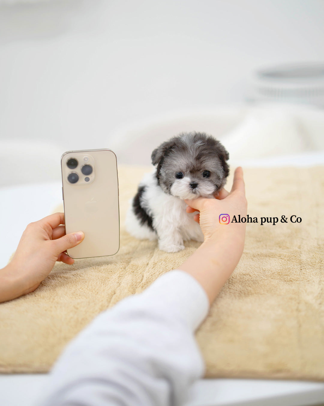 Vant [TEACUP POODLE]