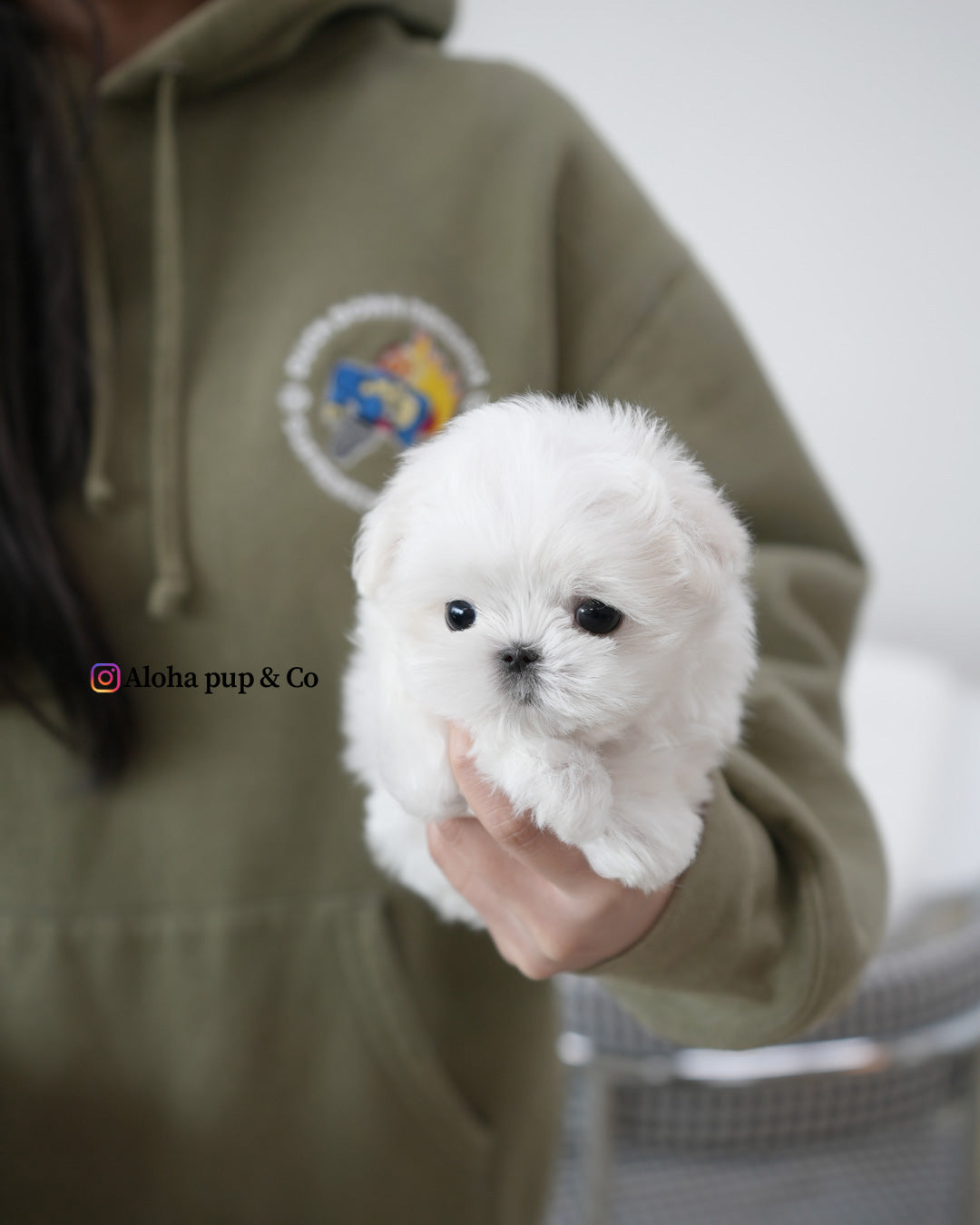 Leo [TEACUP MALTESE]