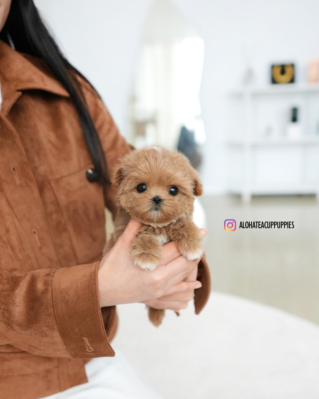 Vivian [TEACUP MALTIPOO]