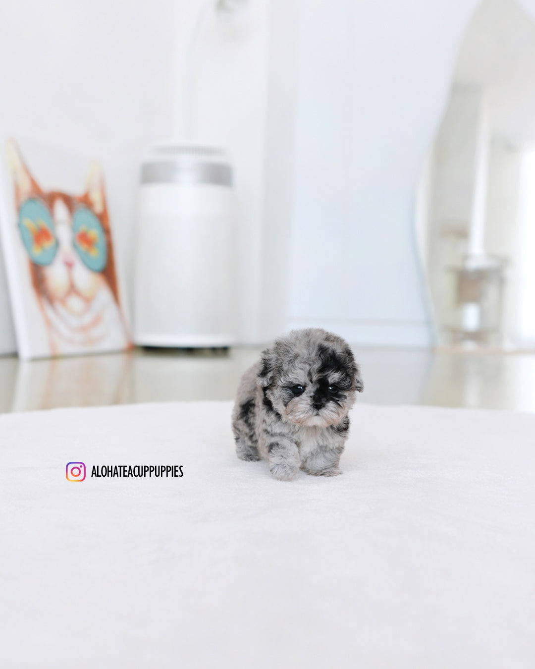 Moon [TEACUP POODLE]