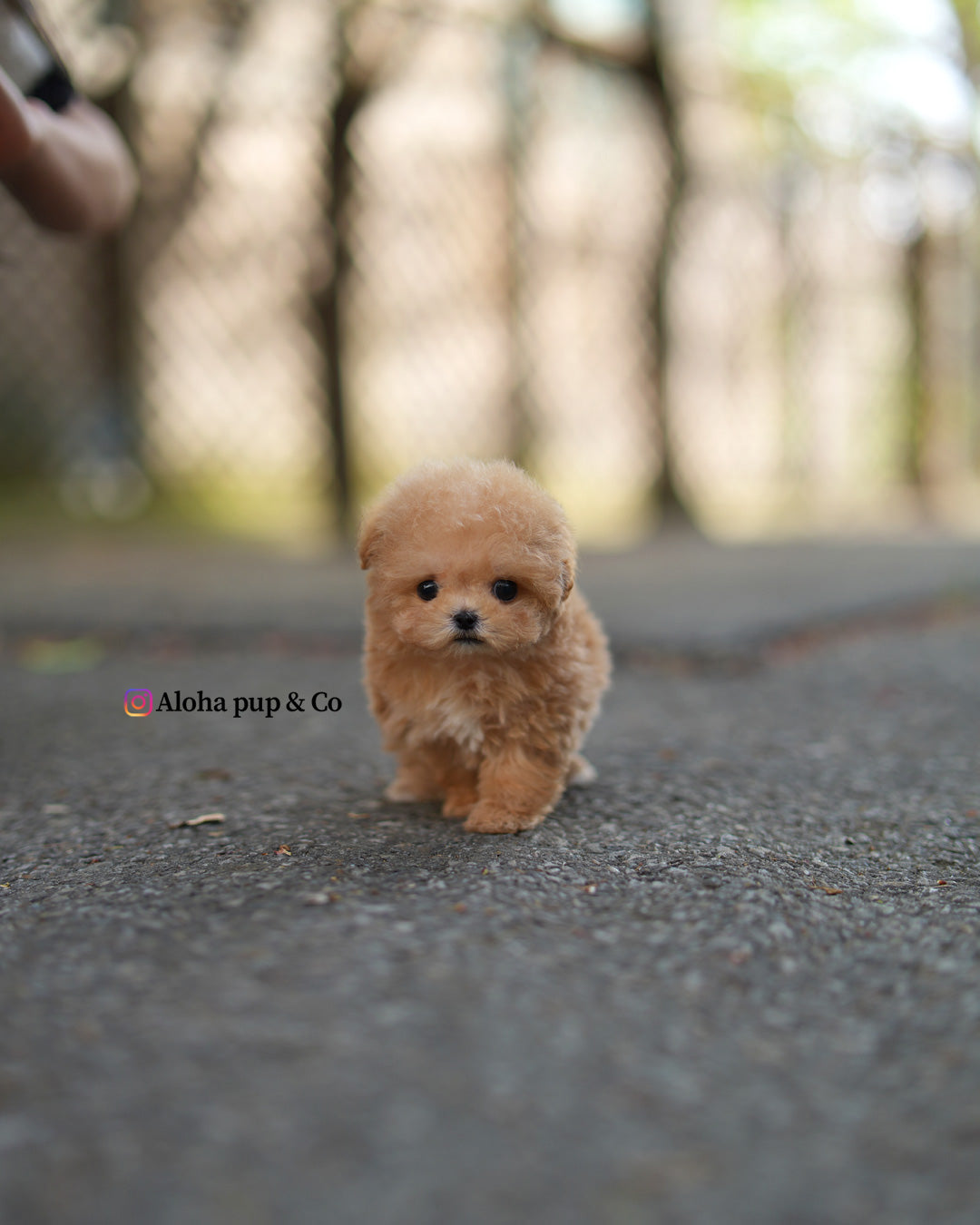 Tes [TEACUP MALTIPOO]