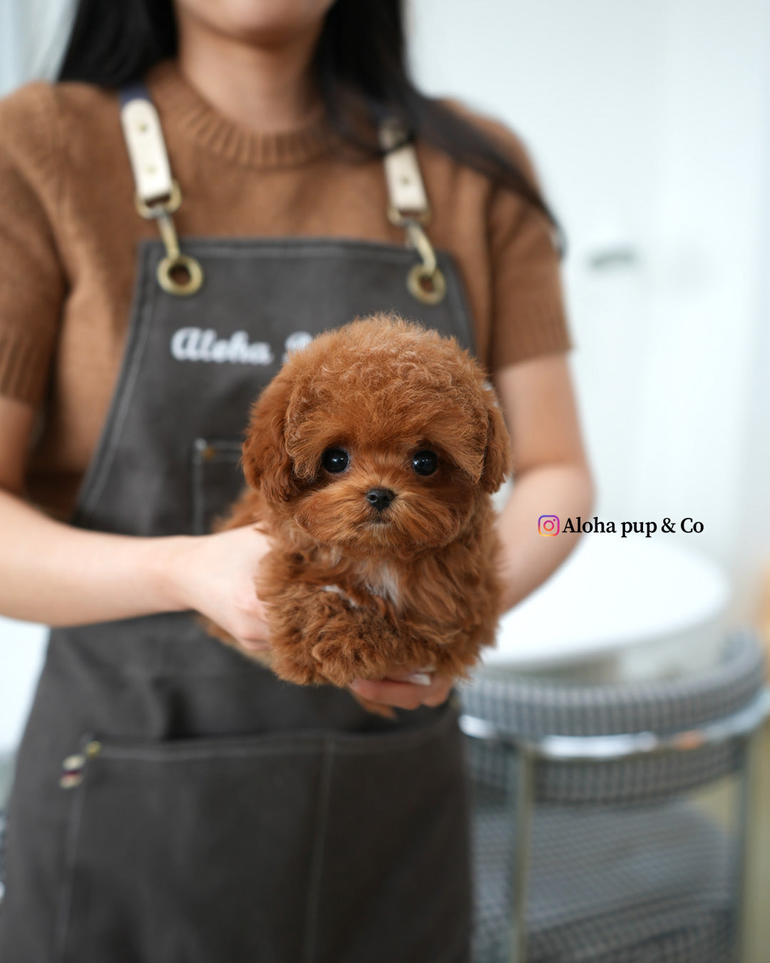 Jelly [TEACUP MALTIPOO]