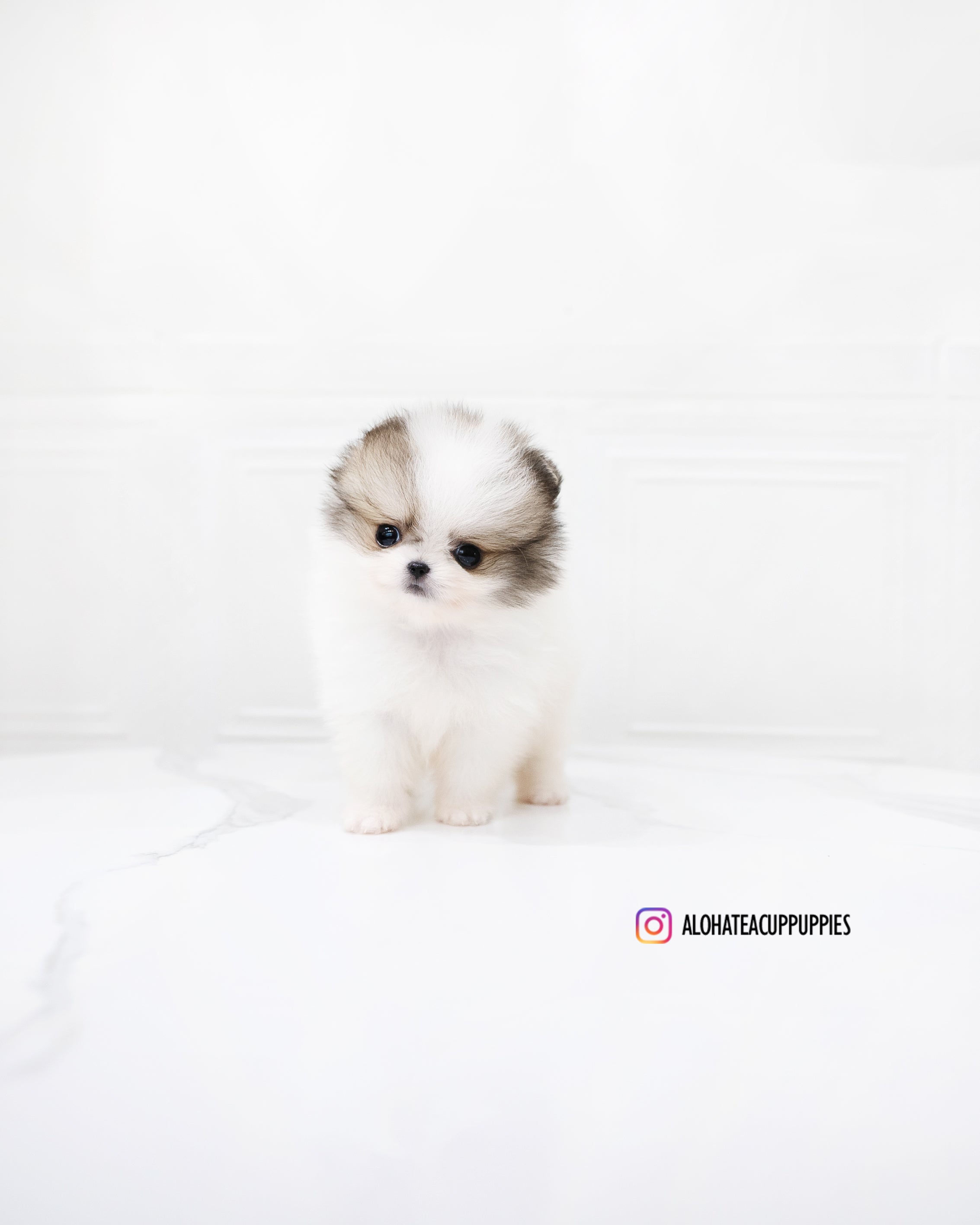 Fubao [POMERANIA TACITA DE TÉ]