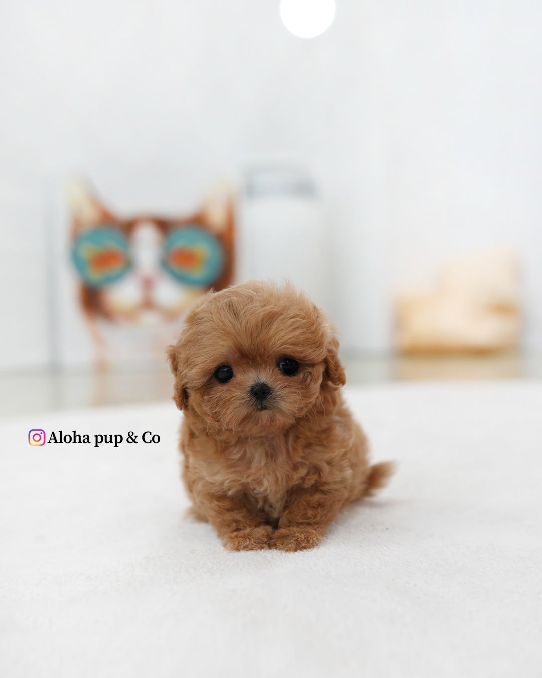 Gia [TEACUP MALTIPOO]