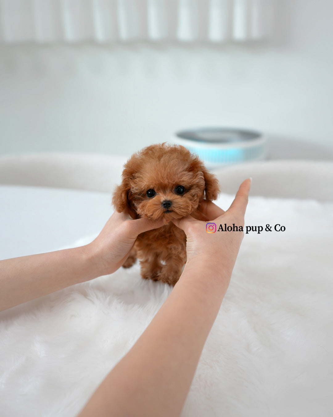 Mabel [TEACUP POODLE]