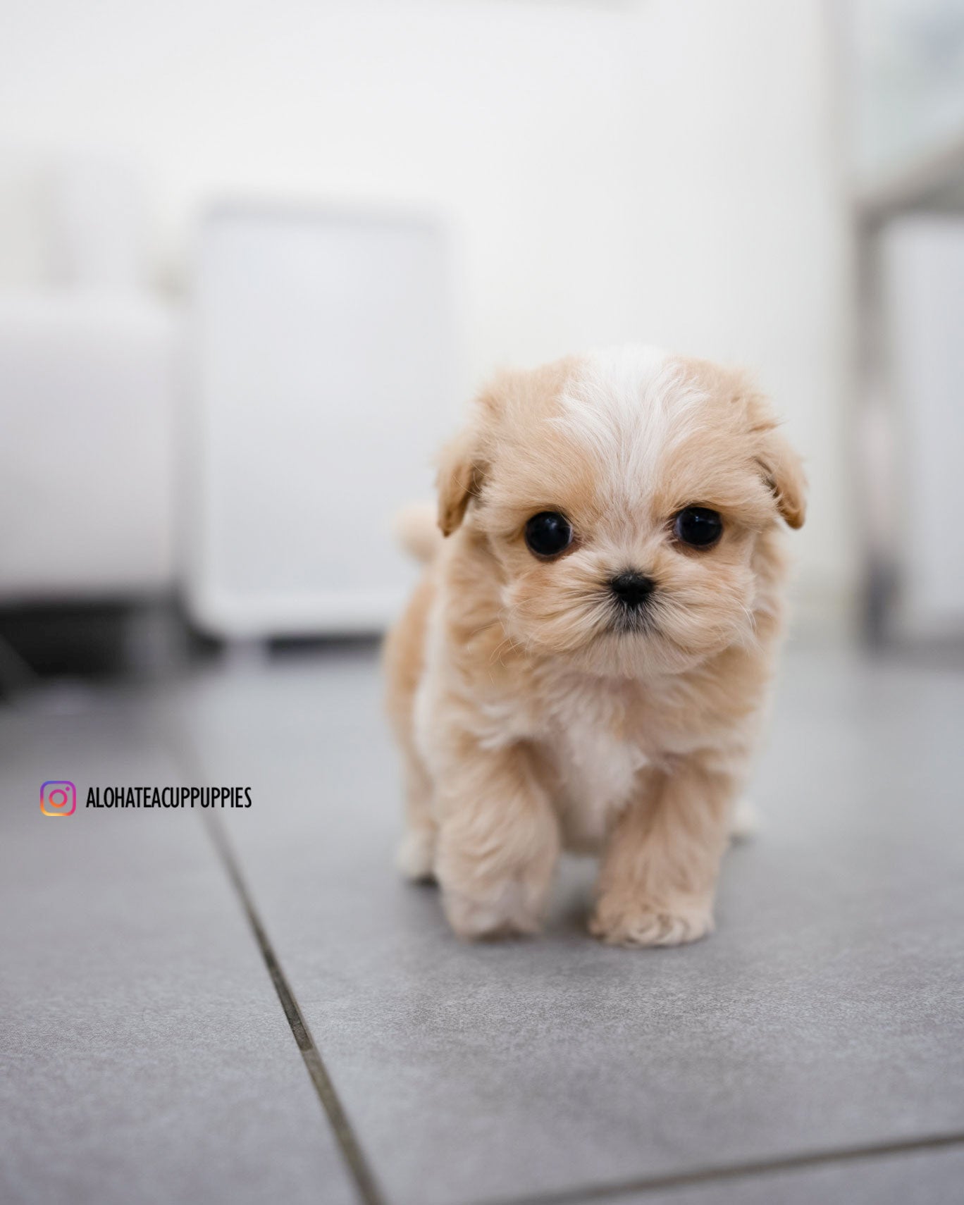 Mac [TEACUP MALTIPOO]