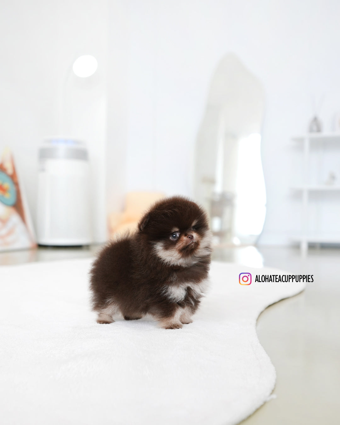 Gigi [POMERANIA TAZA DE TÉ]