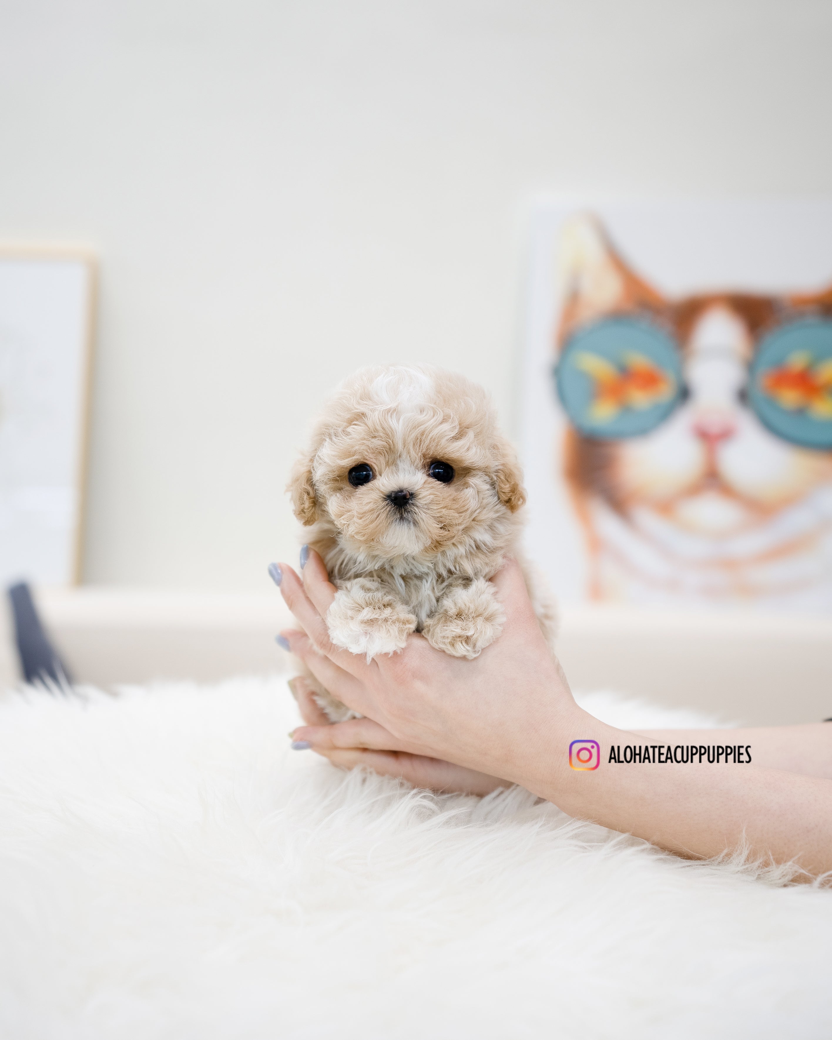 Loewe [TEACUP MALTIPOO]