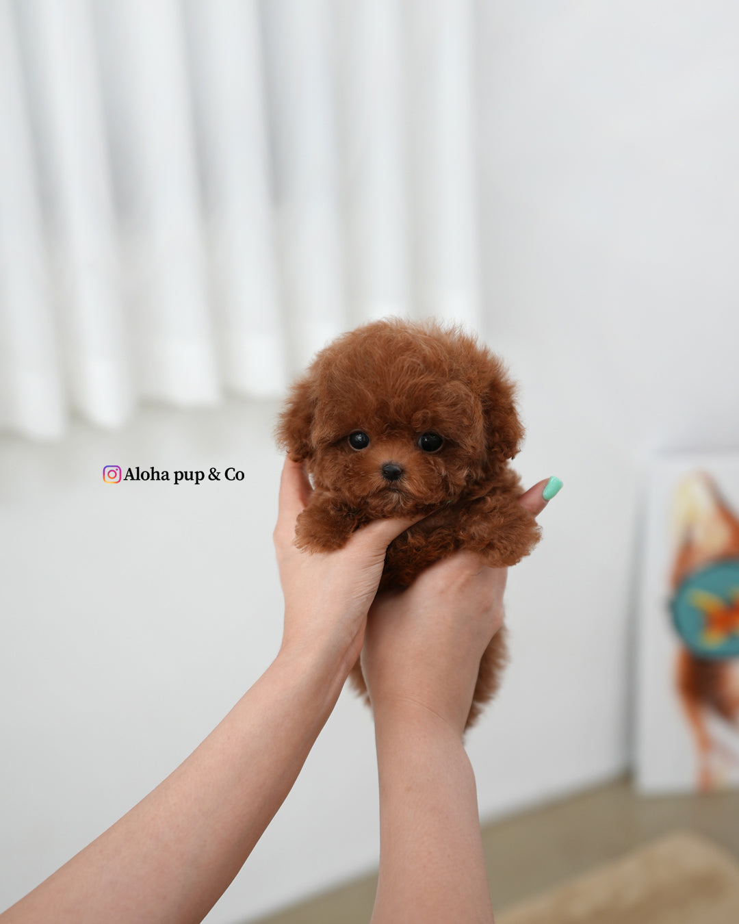 Ozzy [TEACUP MALTIPOO]