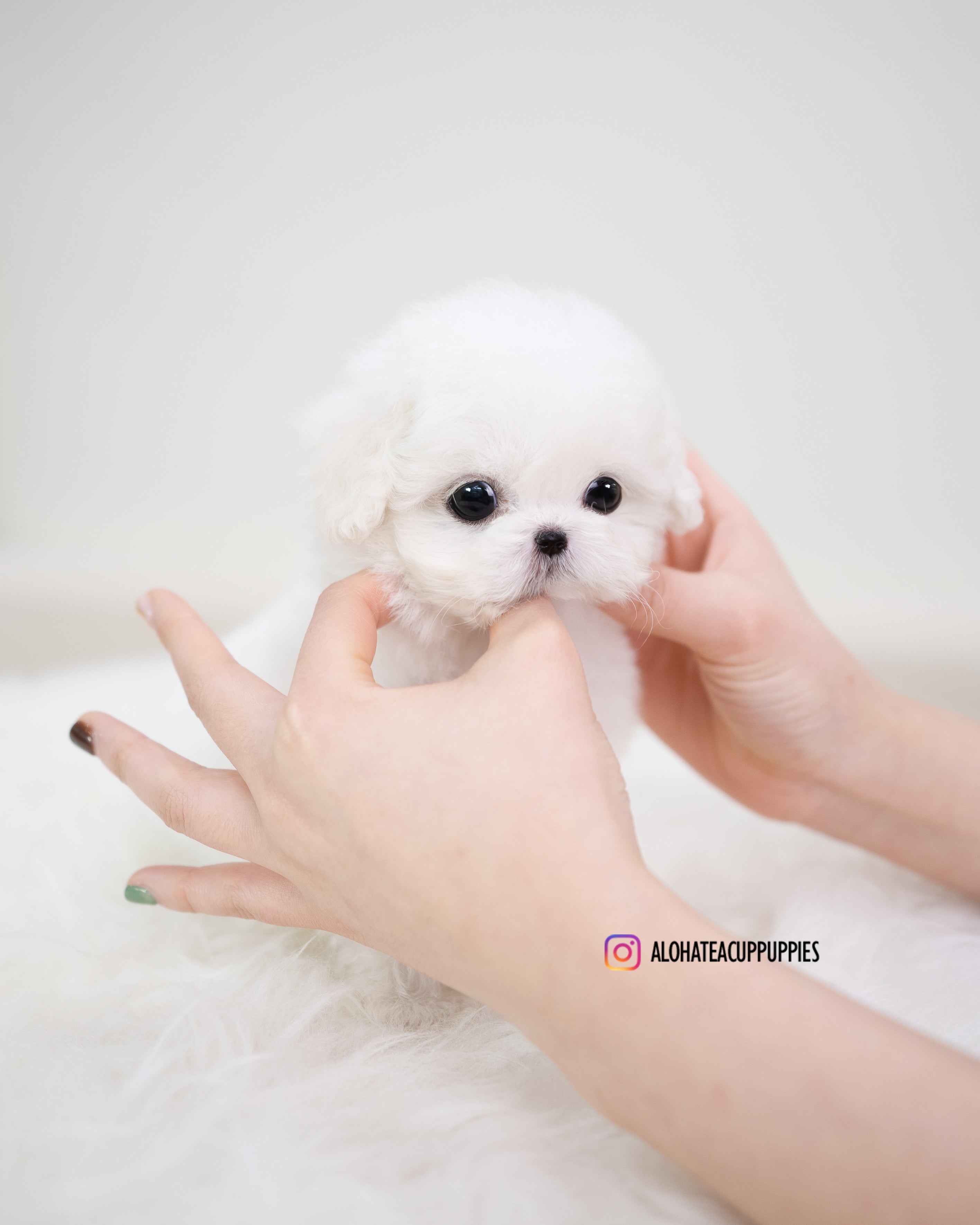 Emily [TEACUP BICHON]