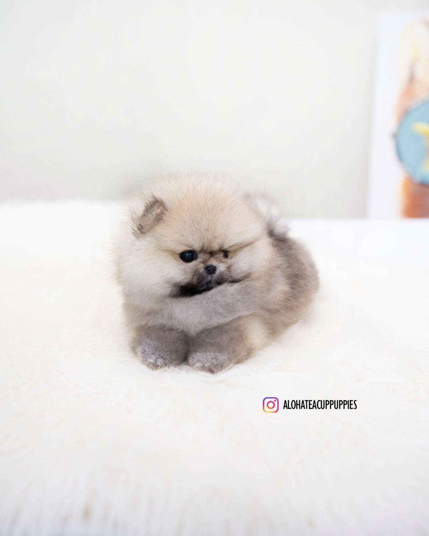 Moa [TEACUP POMERANIAN]