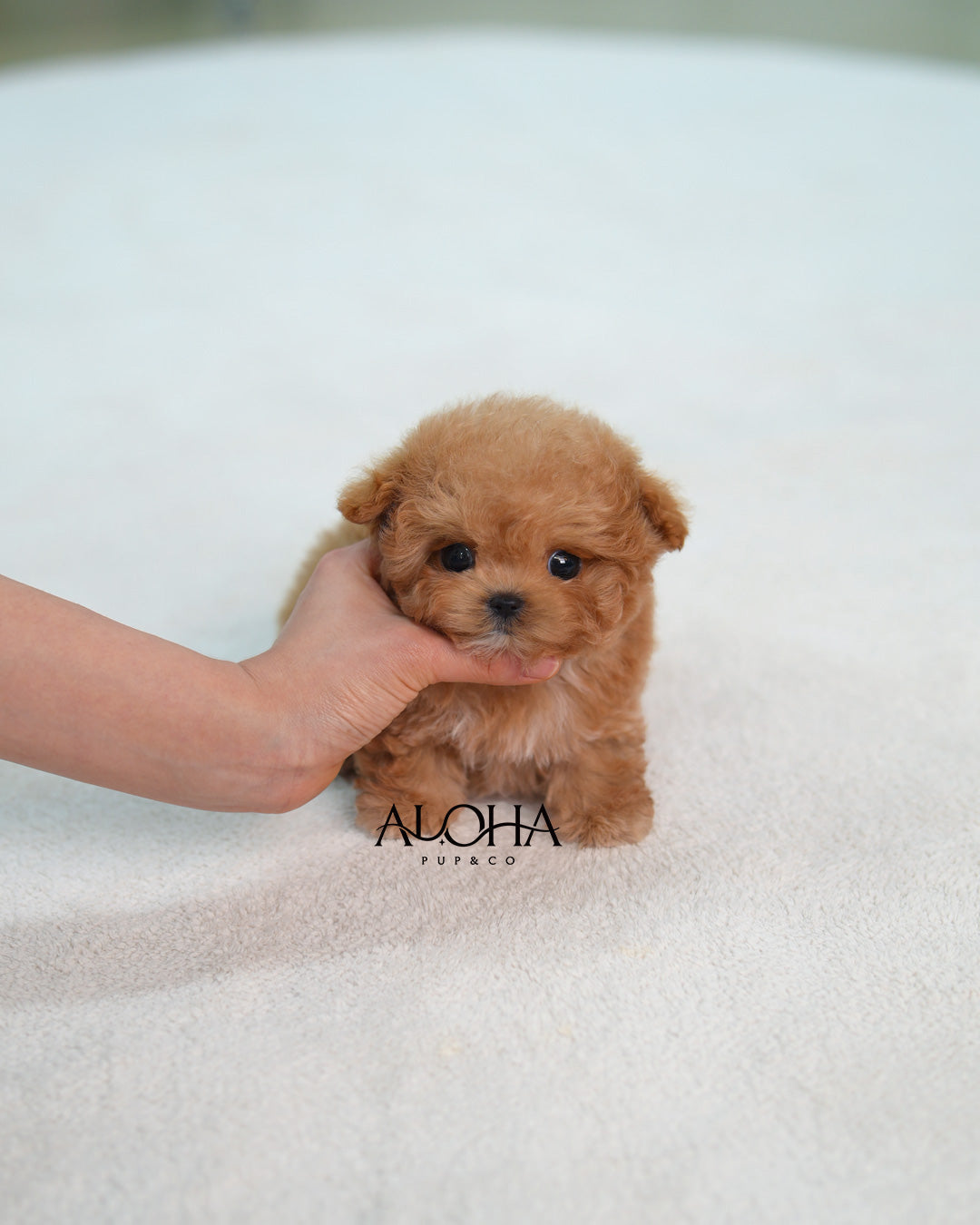 Louie [TEACUP MALTIPOO]