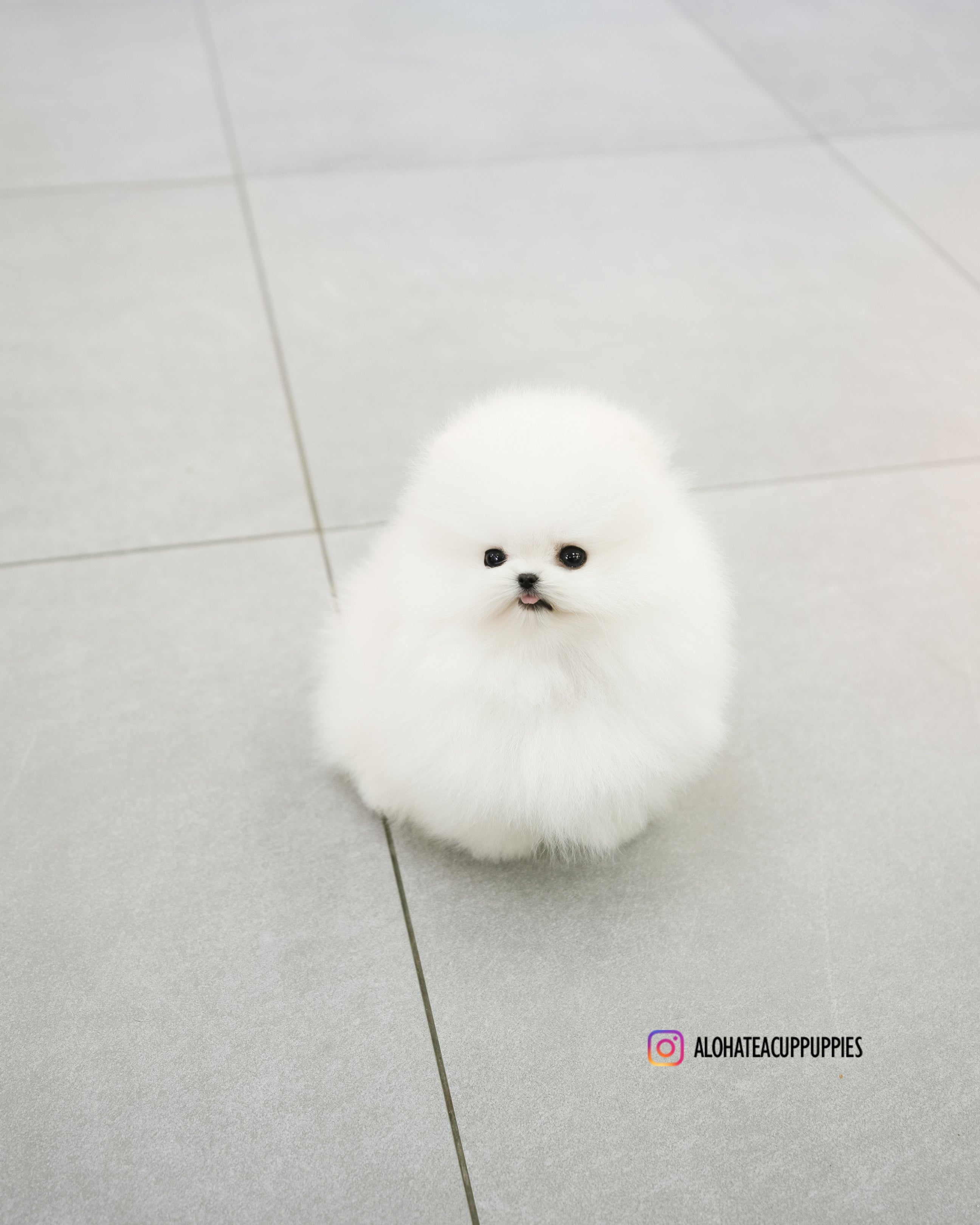 Poppy [TEACUP POMERANIAN]