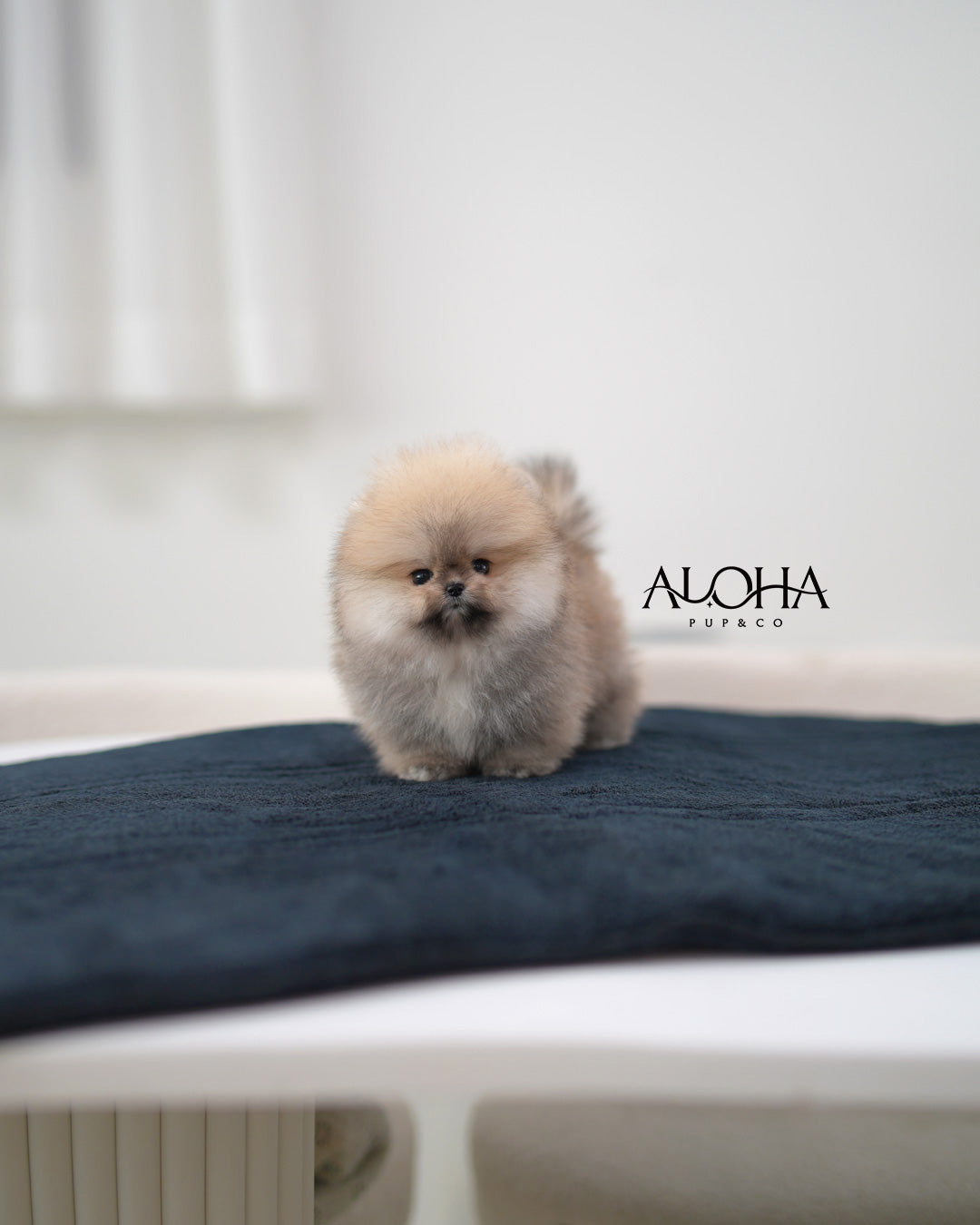 Gaby [TEACUP POMERANIAN]