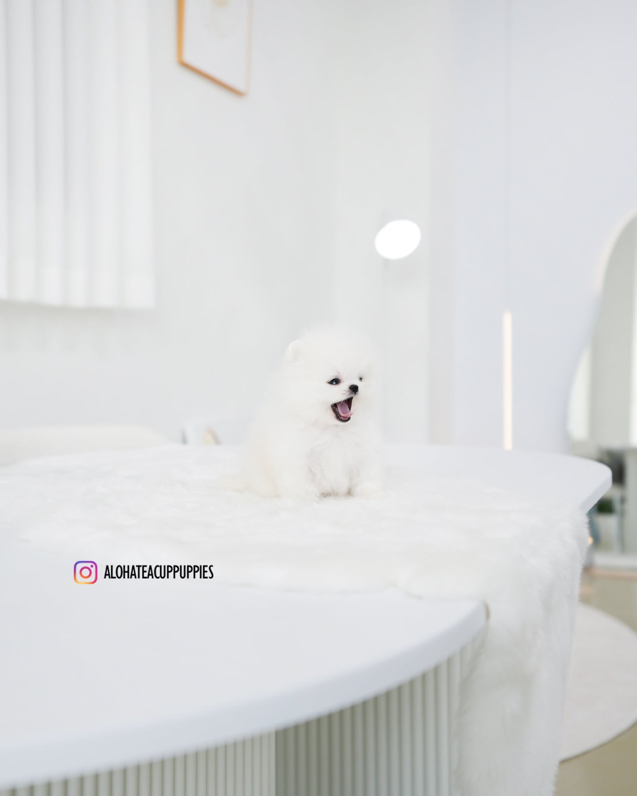 Tom [POMERANIA TIPO TAZA DE TÉ]