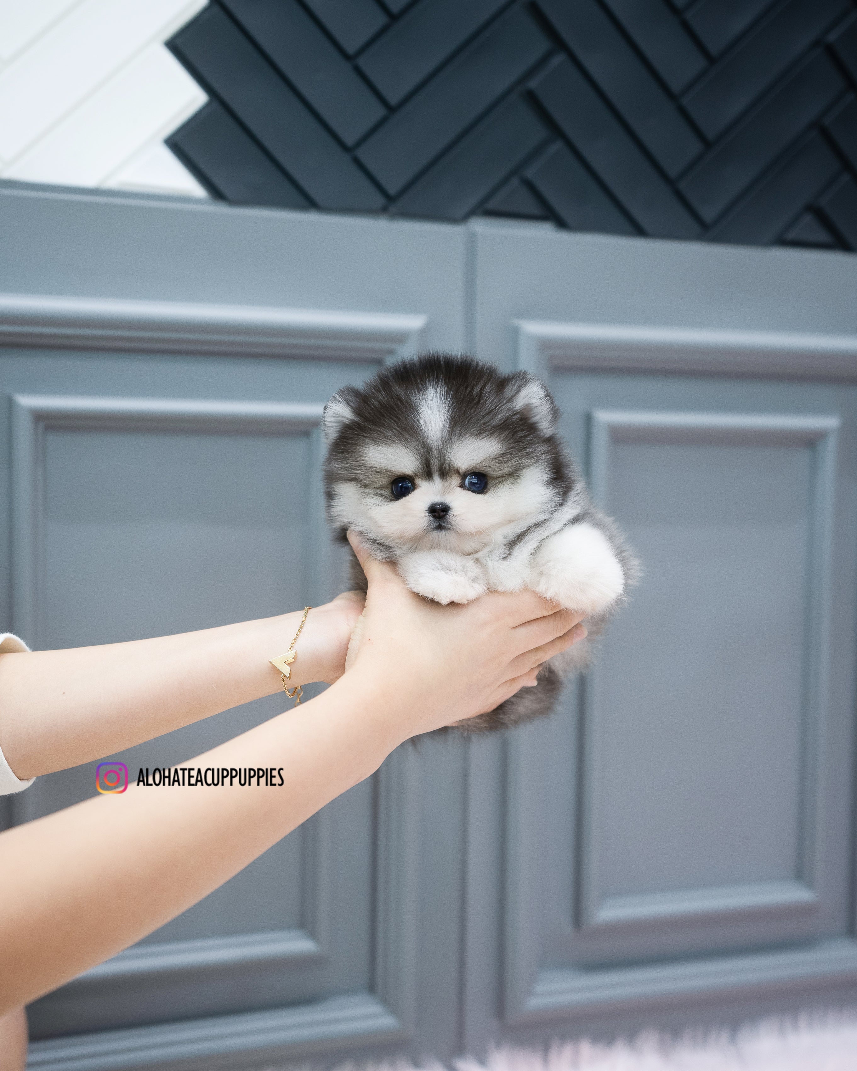 Royal [TEACUP POMSKY]