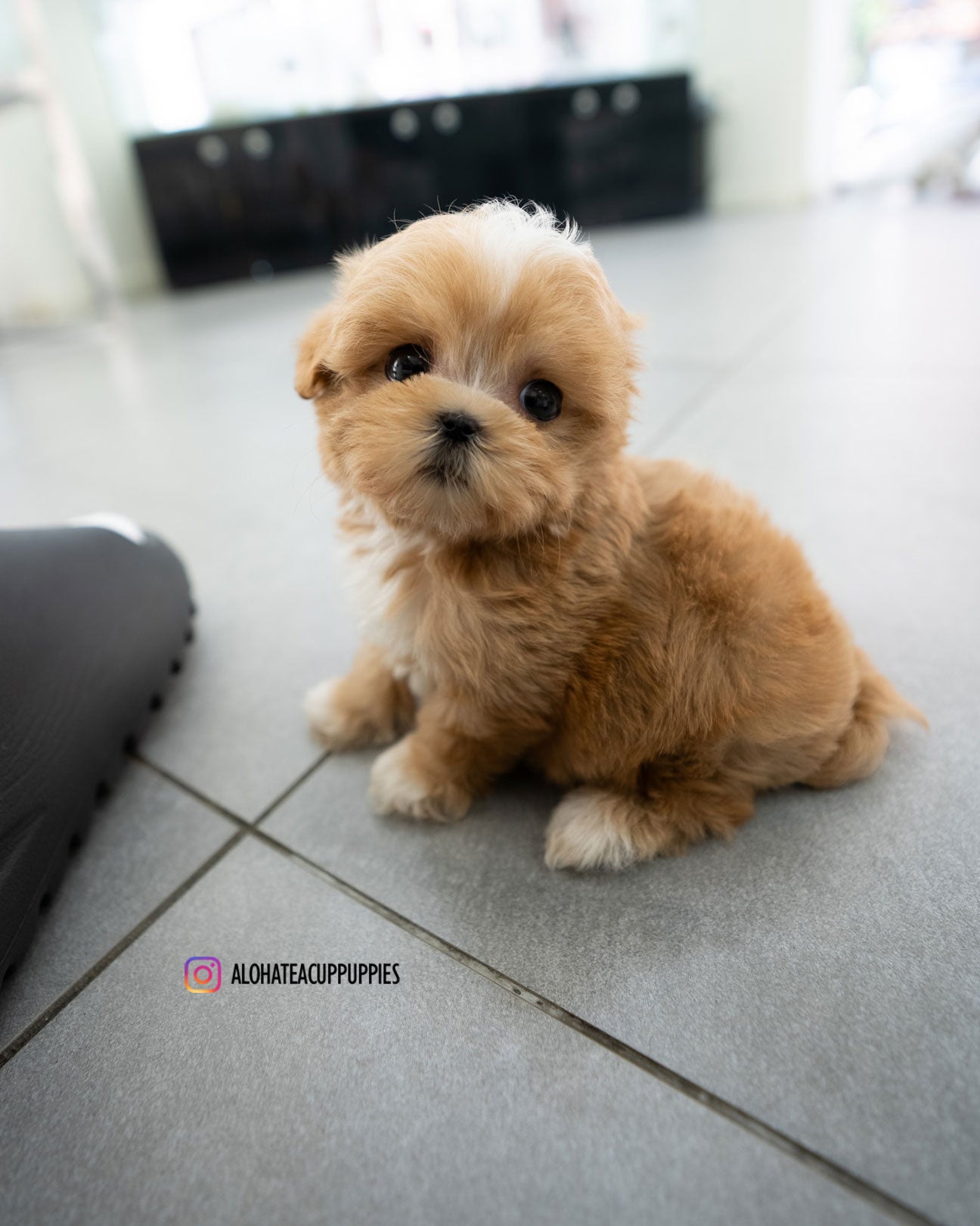 Eden [TEACUP MALTIPOO]