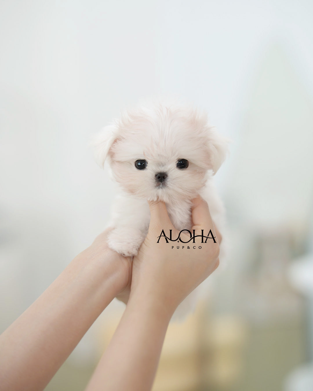Joel [TEACUP Maltese]