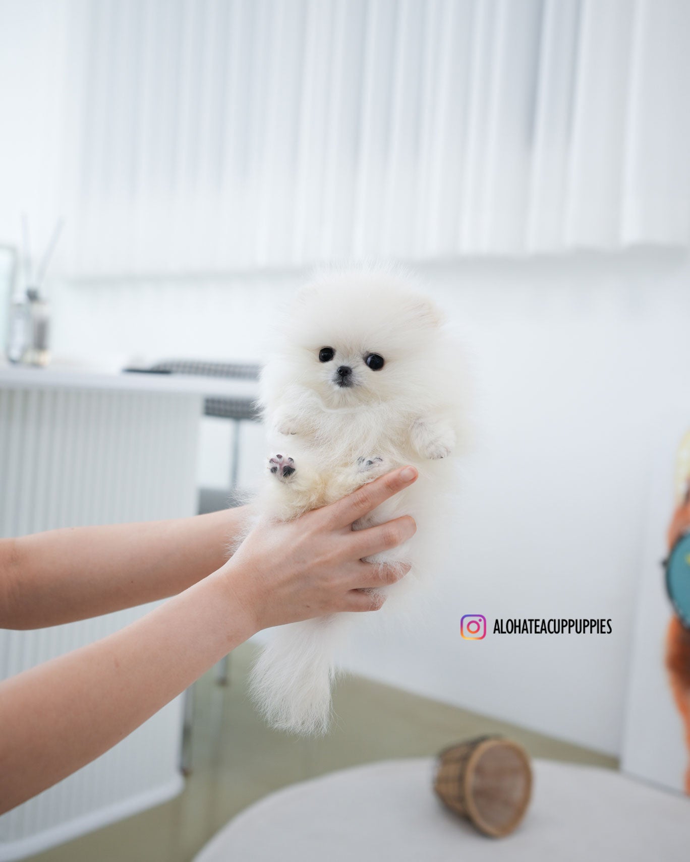 牛奶 [茶杯博美犬]