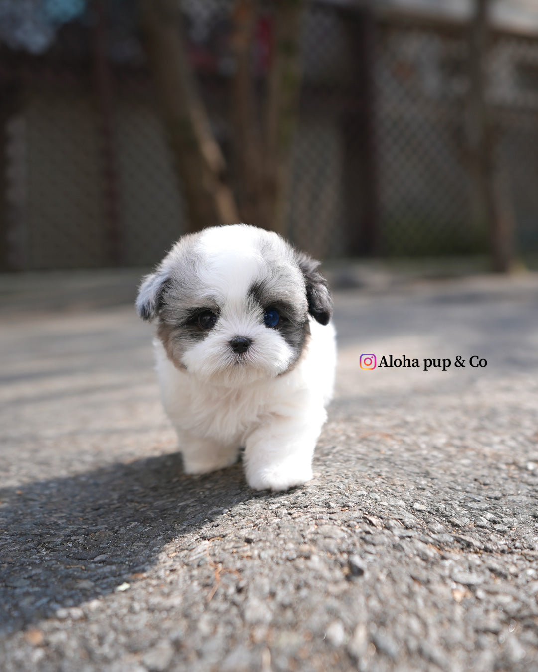 Buddy [TEACUP MALTIPOO]