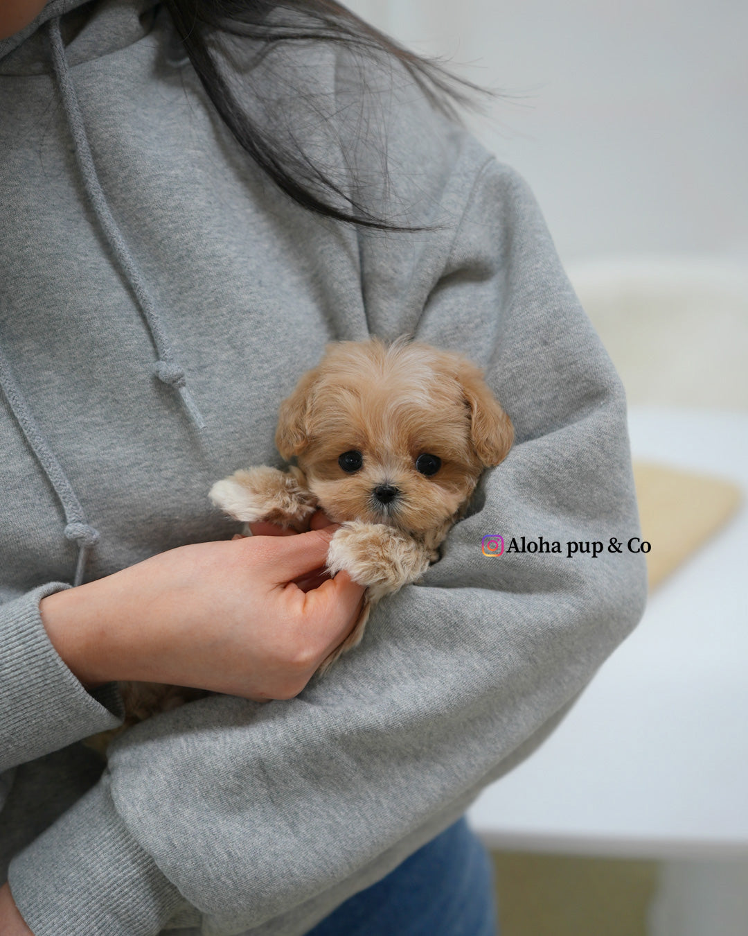 Cici [TEACUP MALTIPOO]