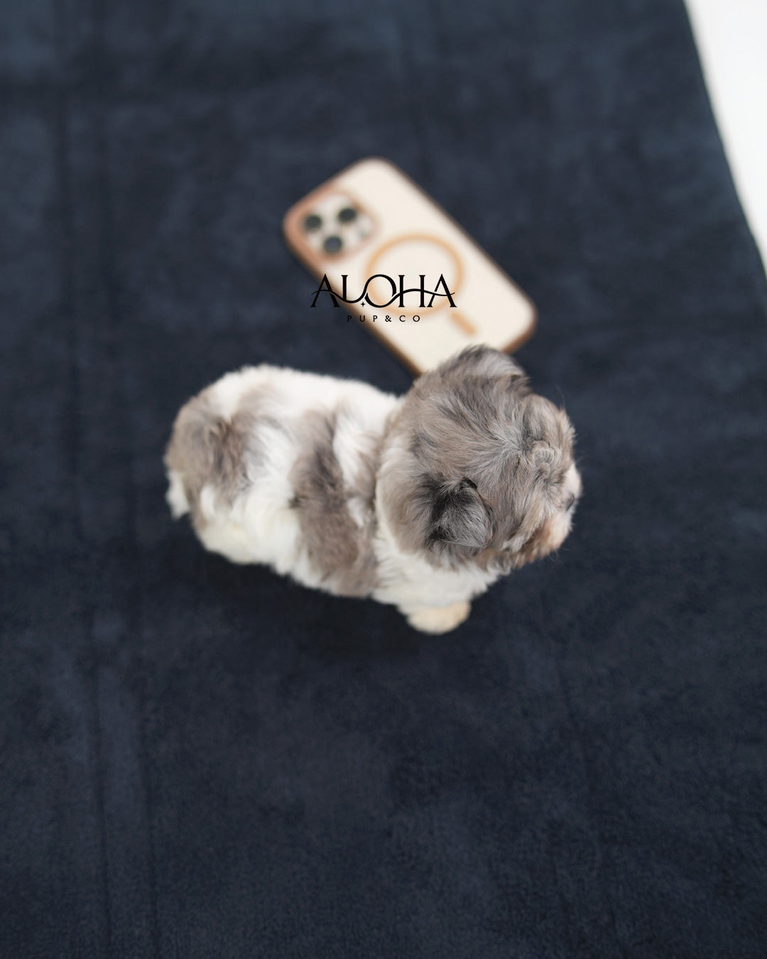 Felix [TEACUP MALTIPOO]