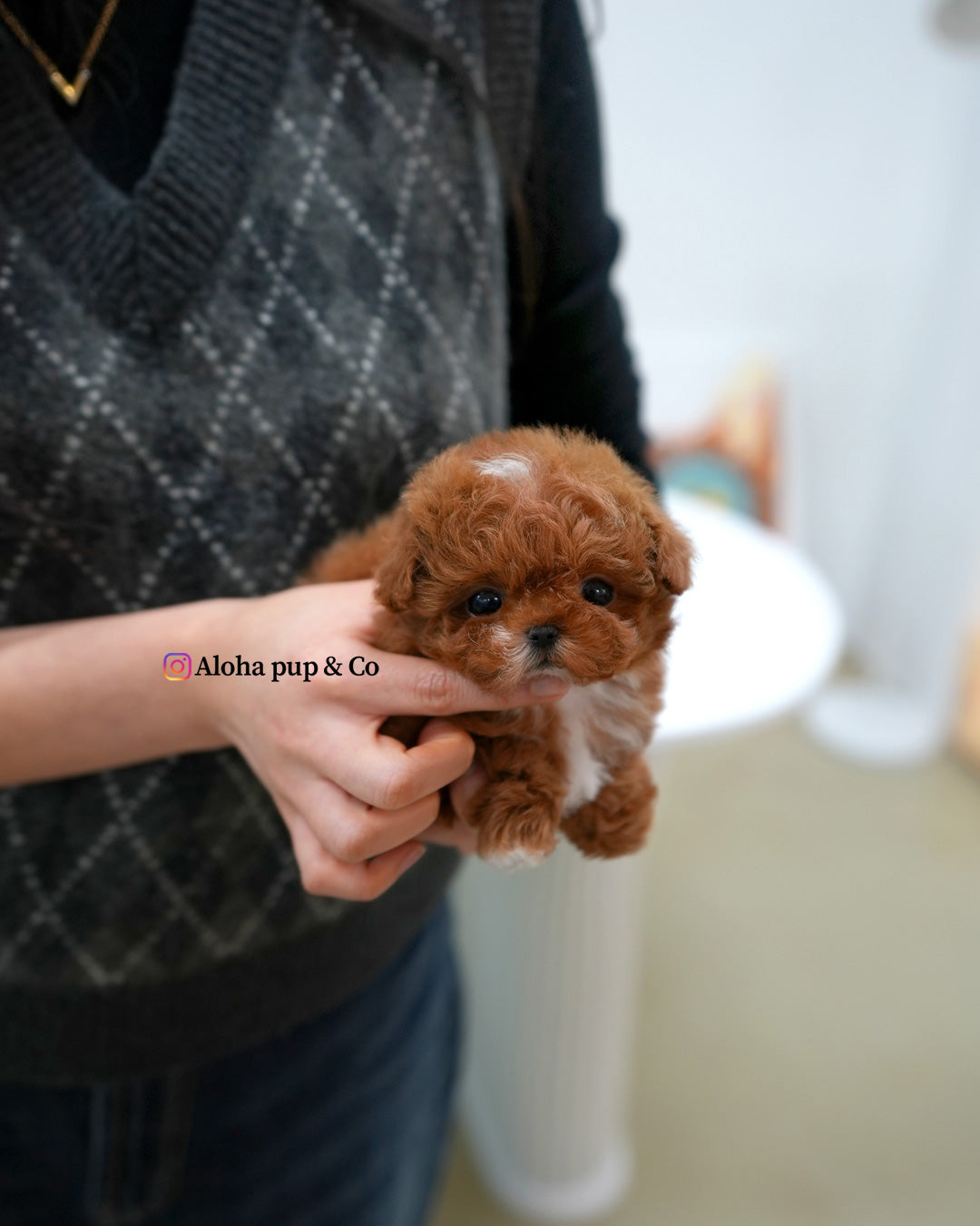 Dolly [TEACUP MALTIPOO]