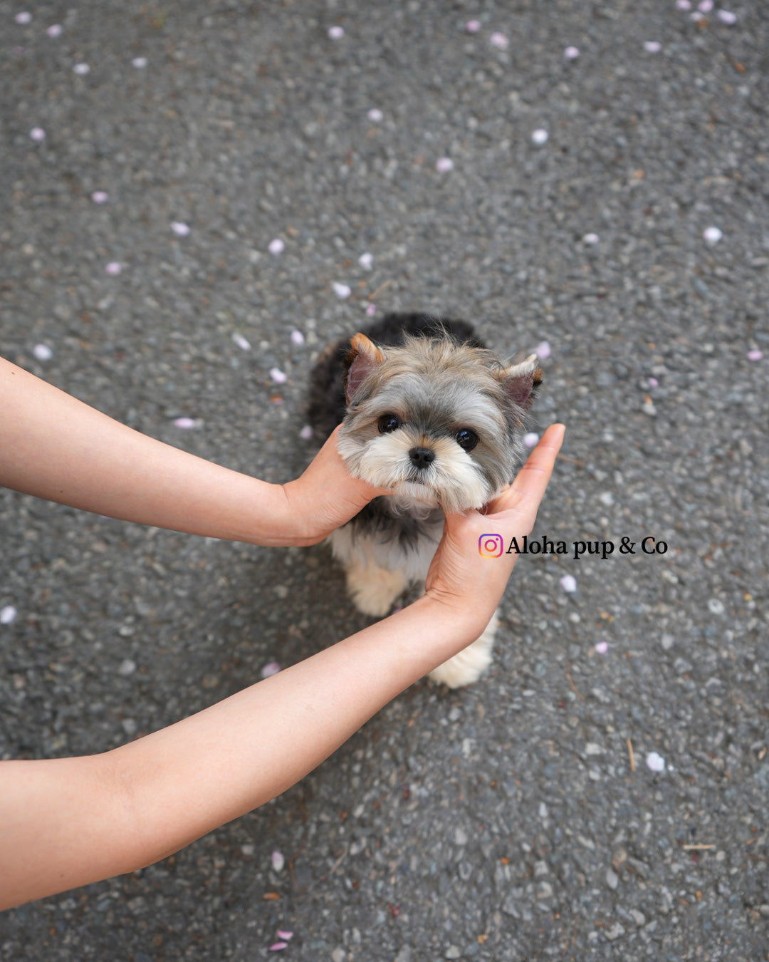 Pixy [Mini Morkie]