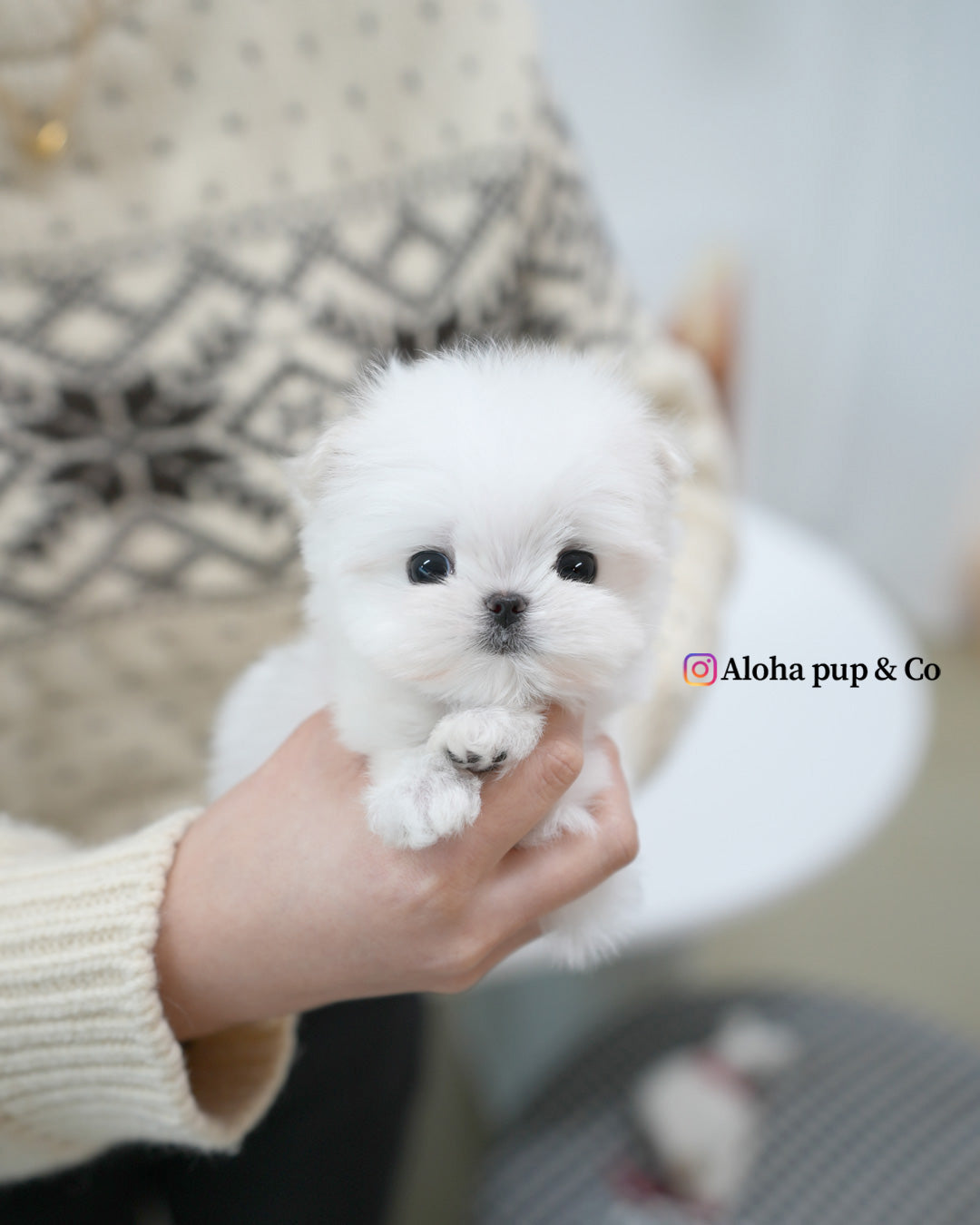 Remi [TEACUP MALTESE]