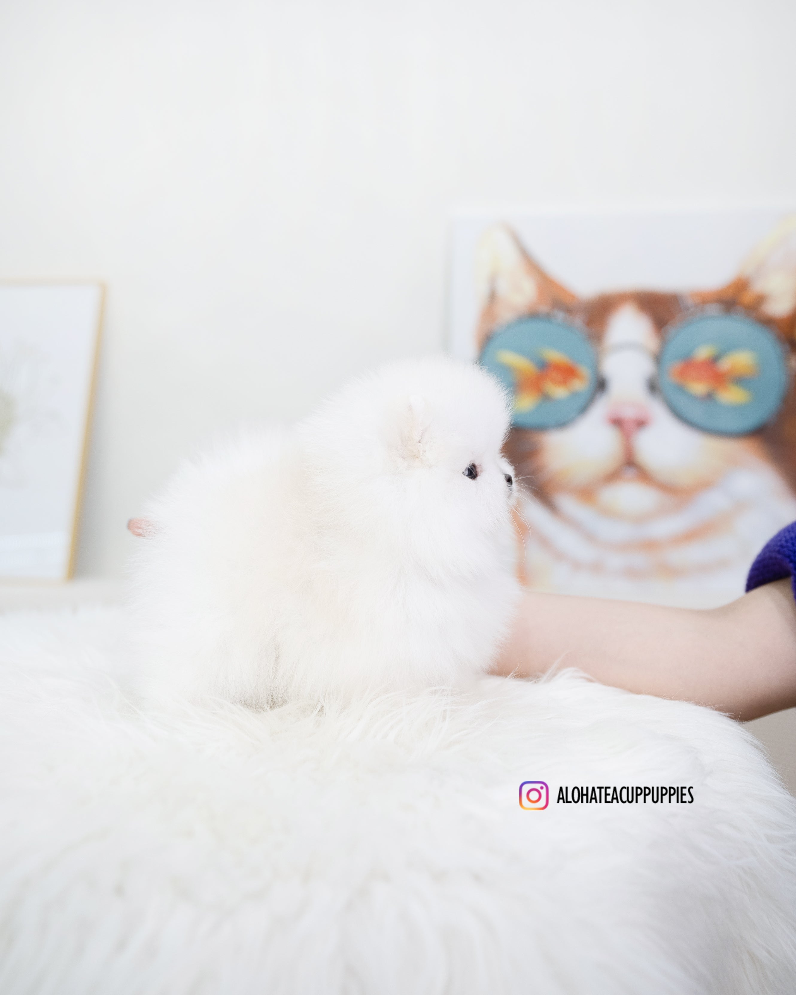 Larry [TEACUP POMERANIAN]