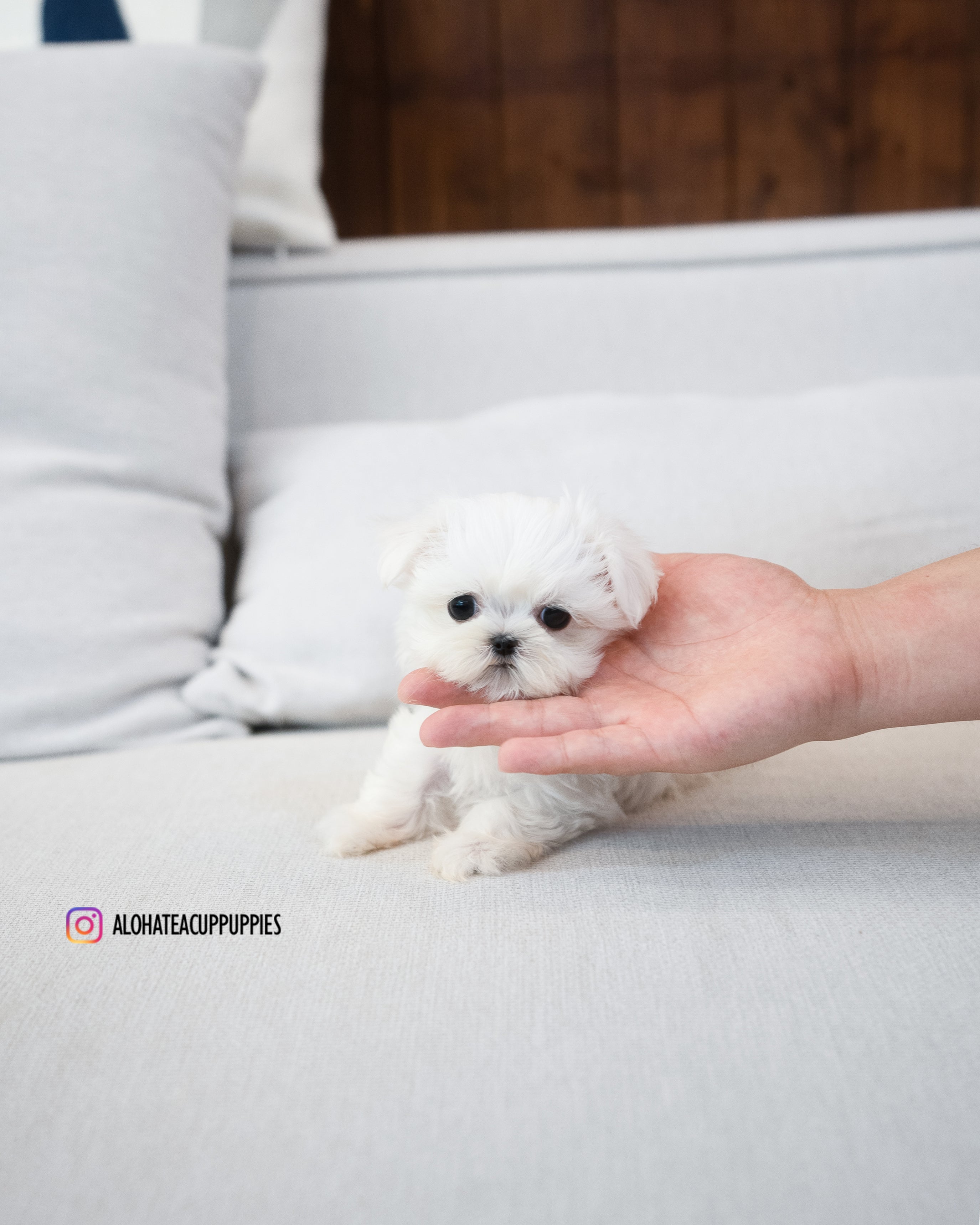 Eblin [TEACUP MALTESE]