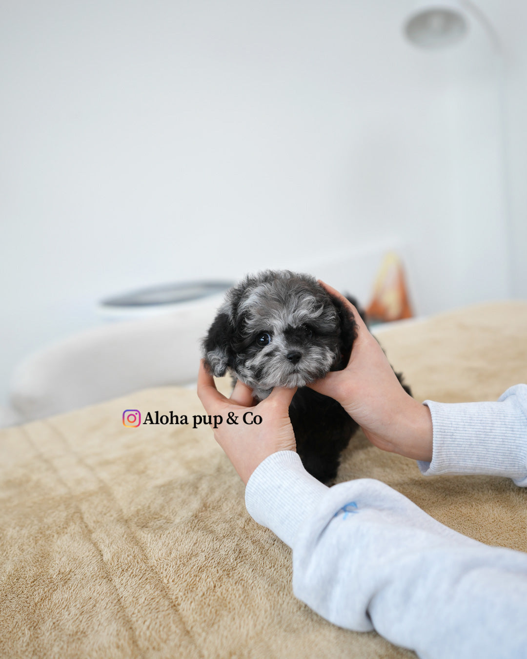 Molly [TEACUP POODLE]