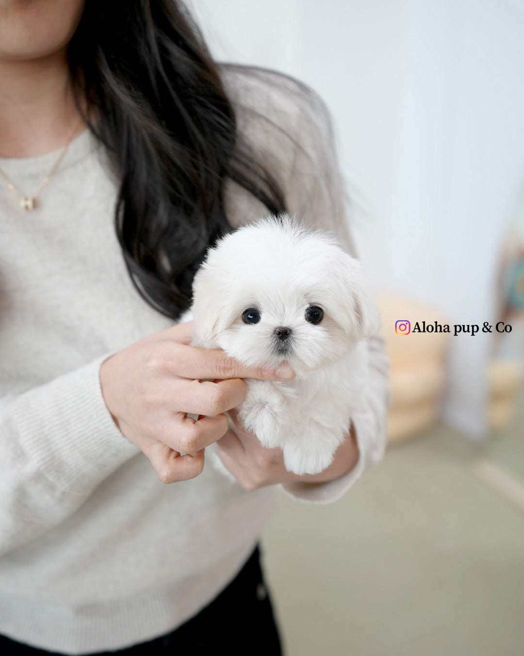 Lia [TEACUP MALTESE]