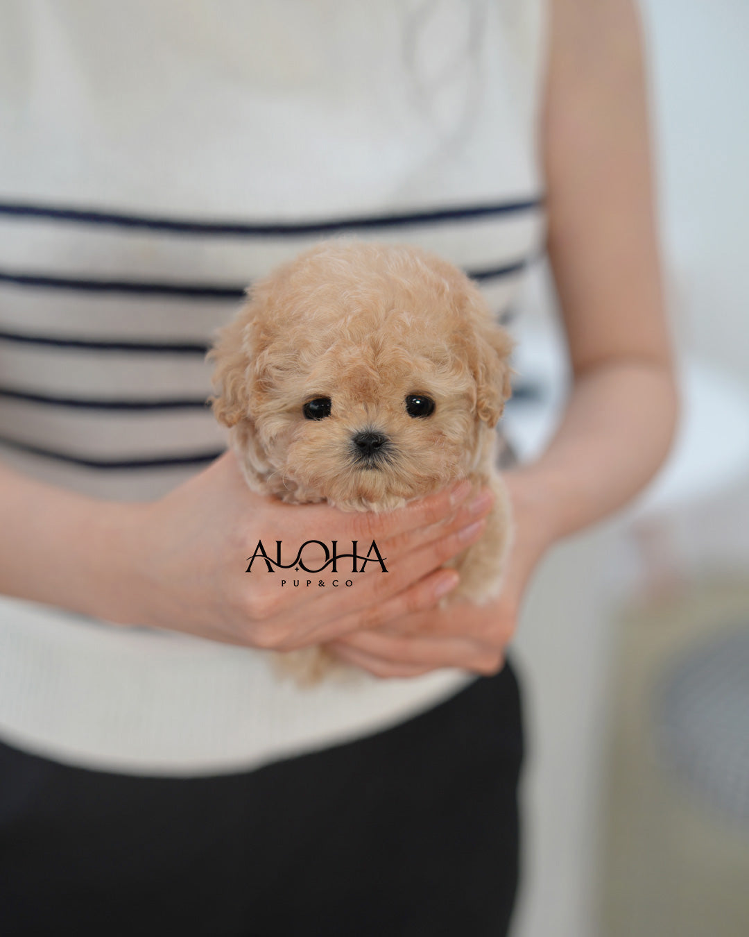Liv [TEACUP POODLE]
