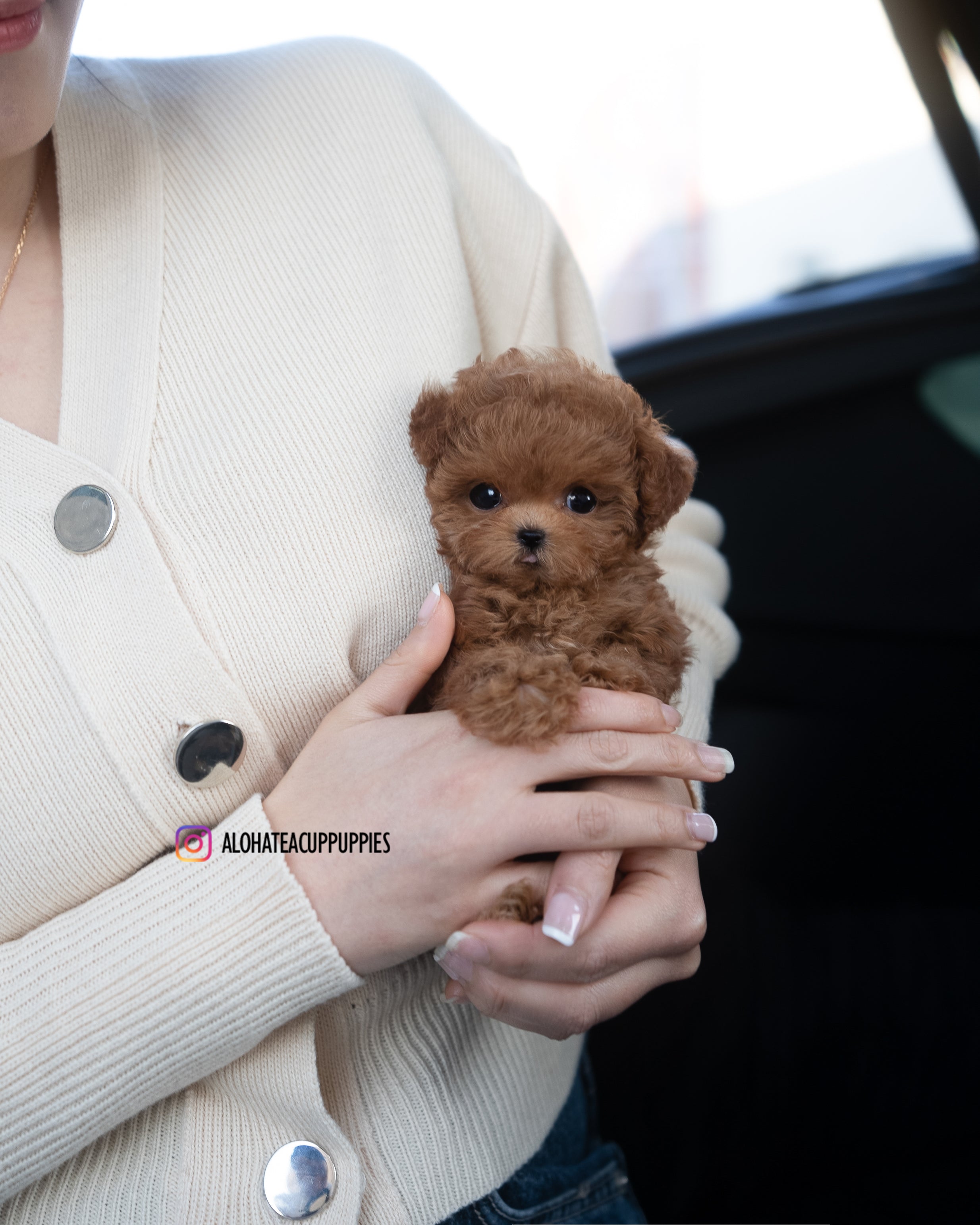Mandy [TEACUP POODLE]