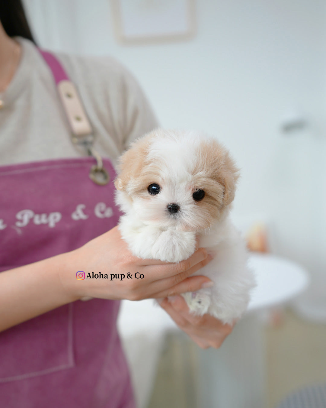 Maisie [TEACUP MALTIPOO]