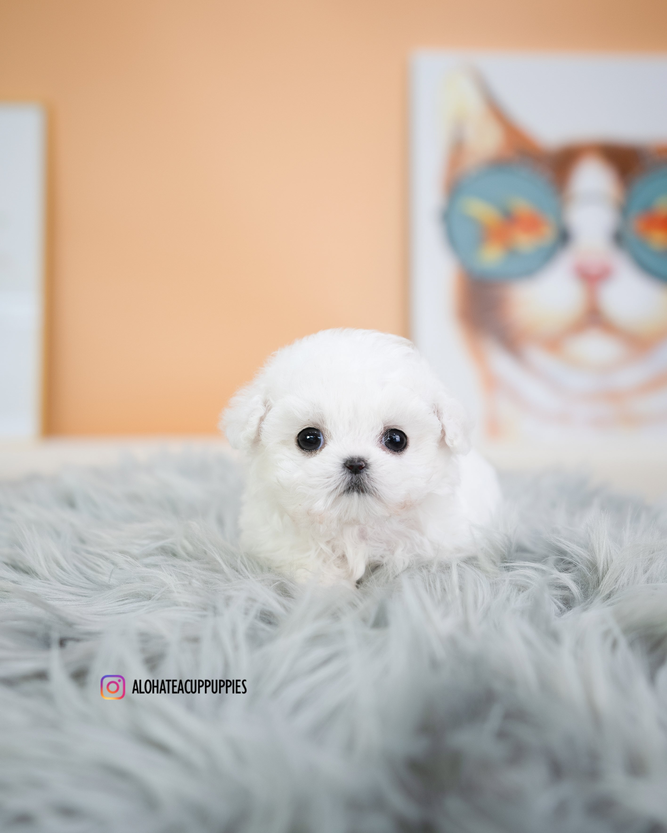 kiko [TEACUP BICHON]