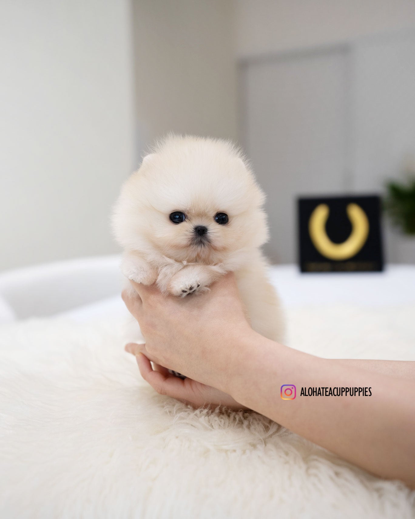 Mary [POMERANIA TAZA DE TÉ]