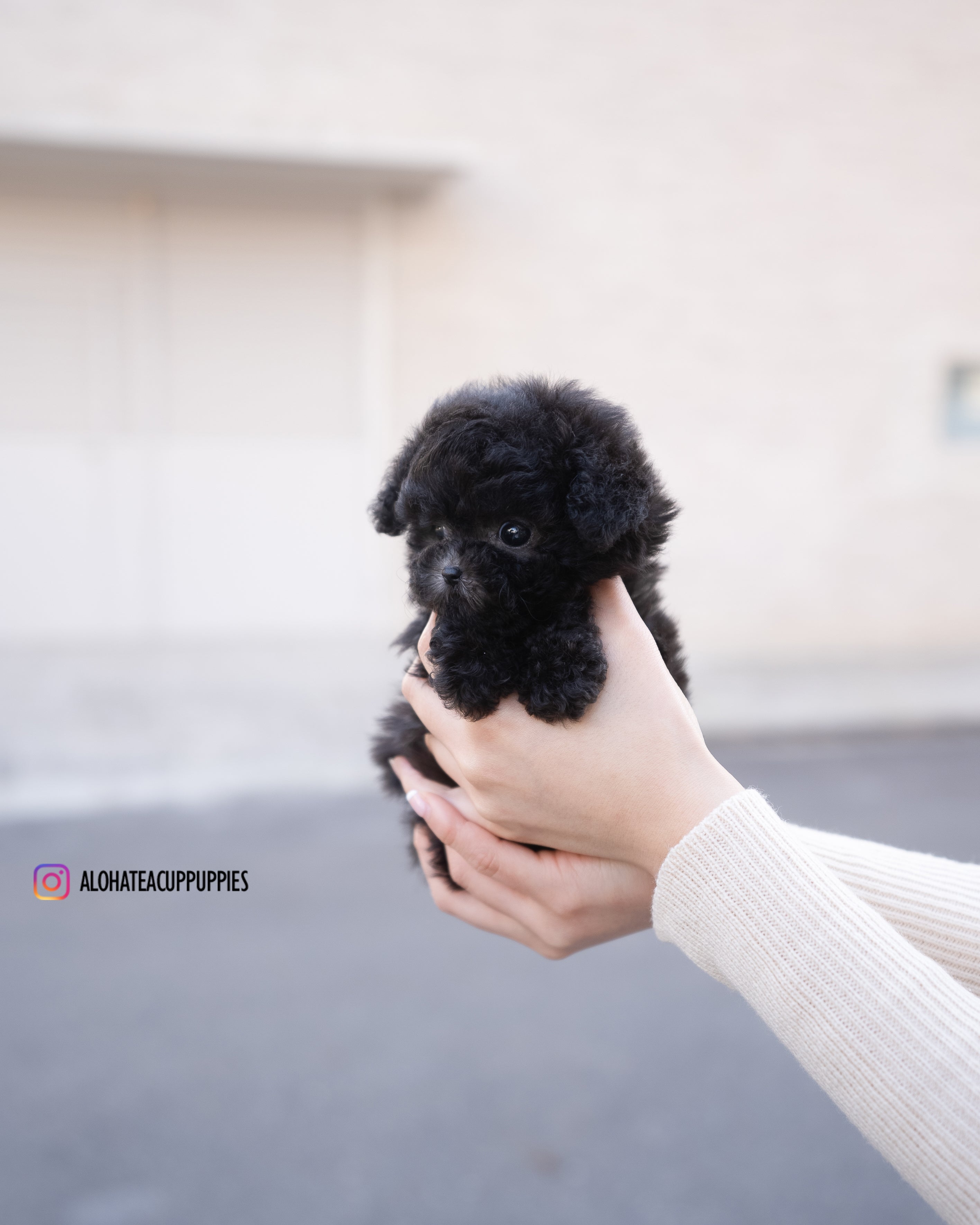 Cha [TEACUP POODLE]