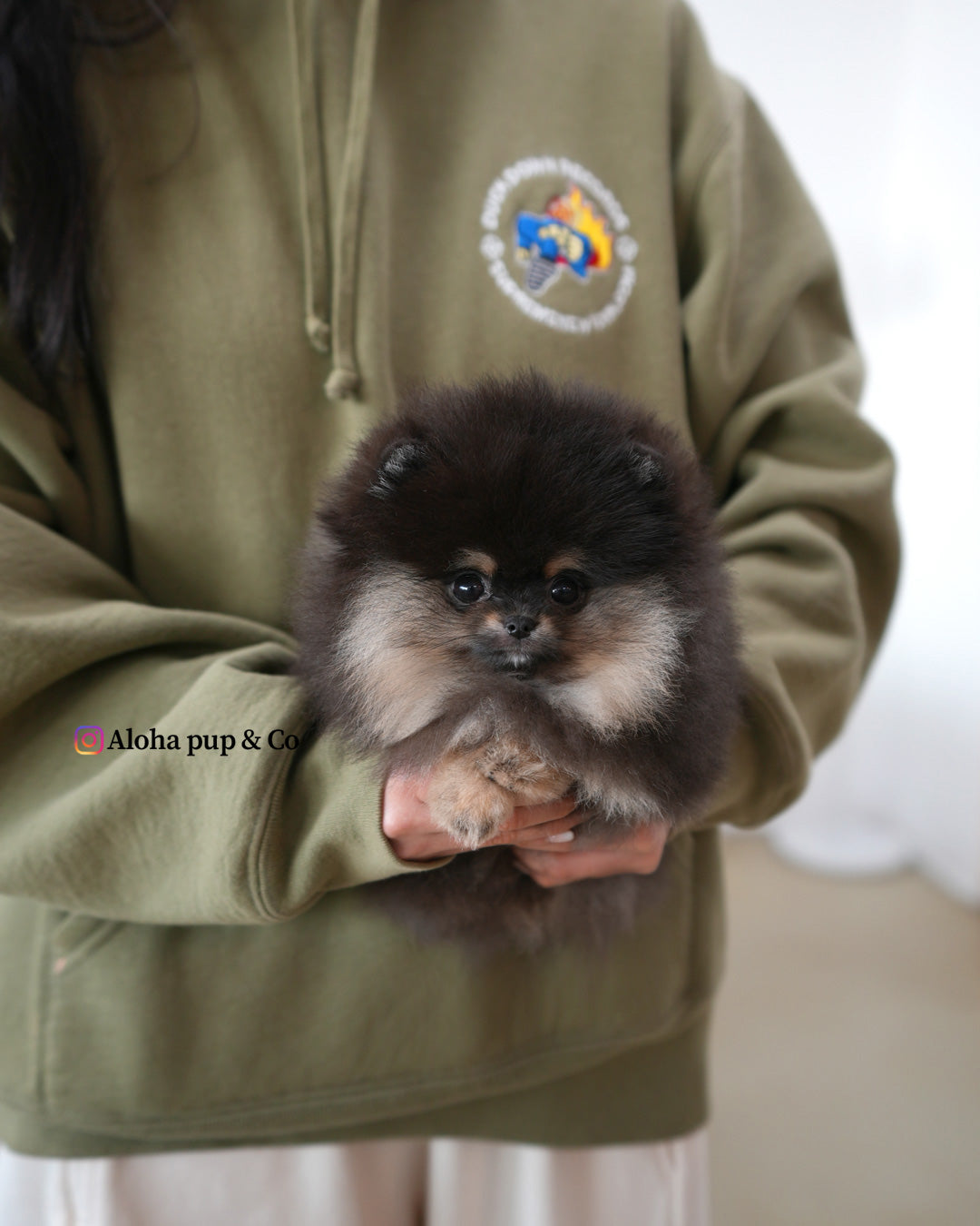 Bella [POMERANIA TAZA DE TÉ]