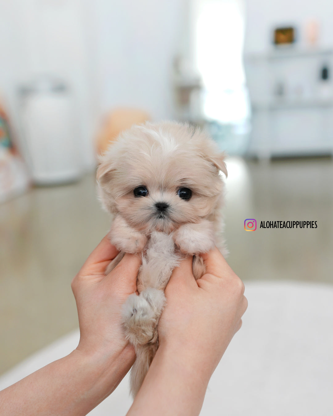 Lily [TEACUP MALTIPOO]