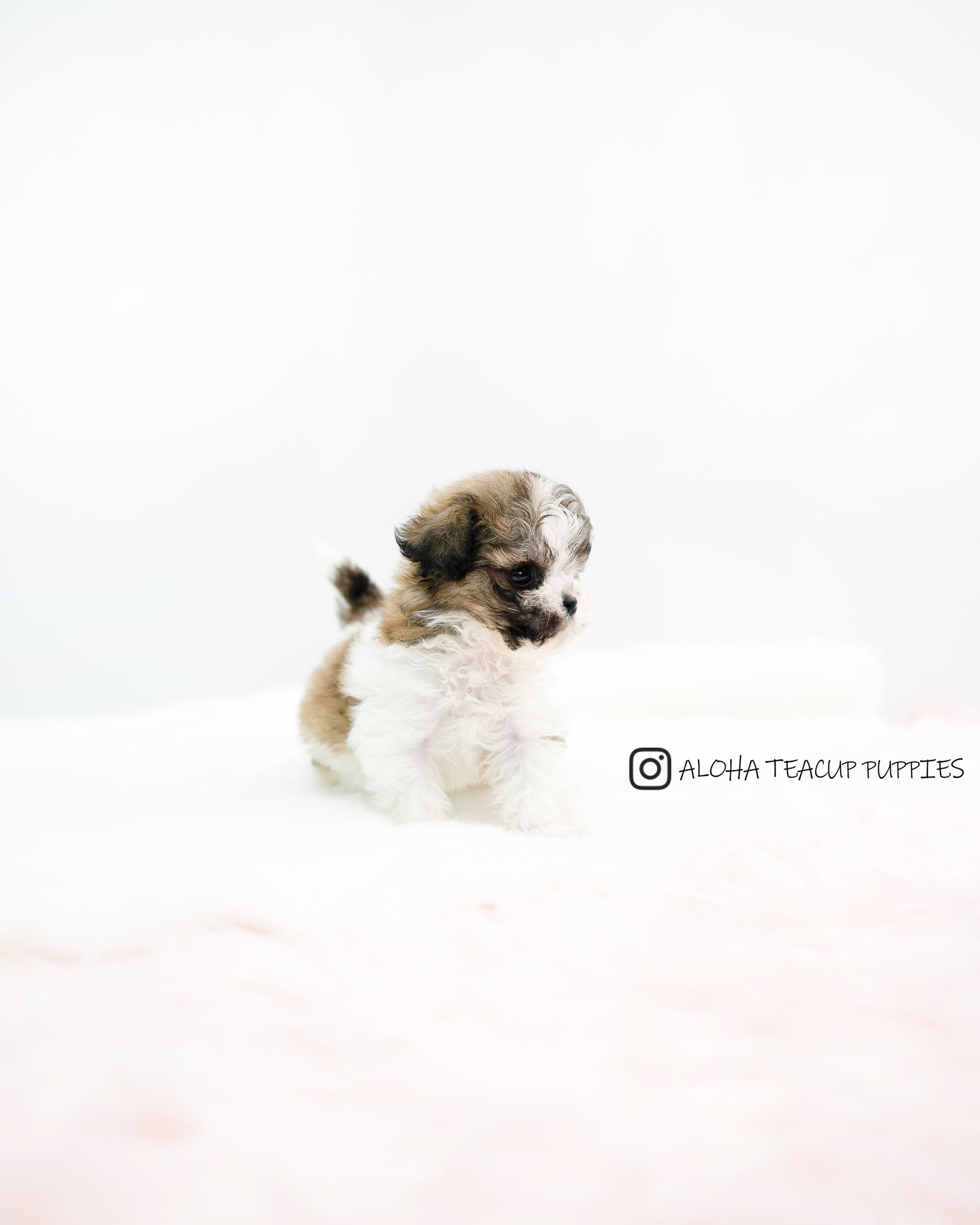 Nico [TEACUP MALTIPOO]