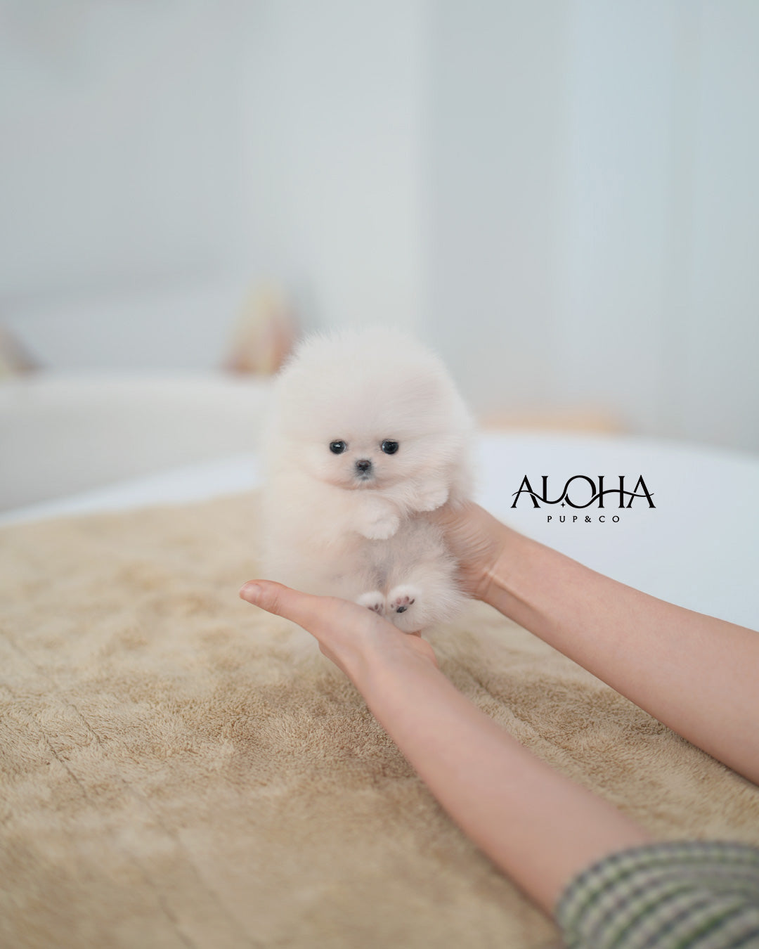 Mera [POMERANIA TAZA DE TÉ]