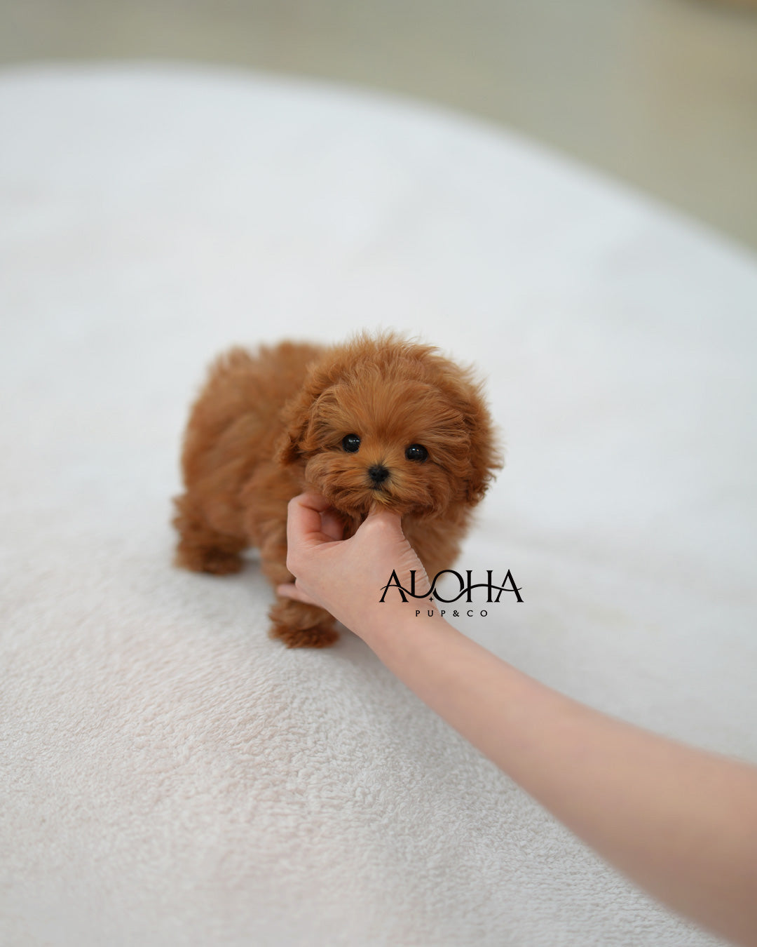 Babe [TEACUP MALTIPOO]