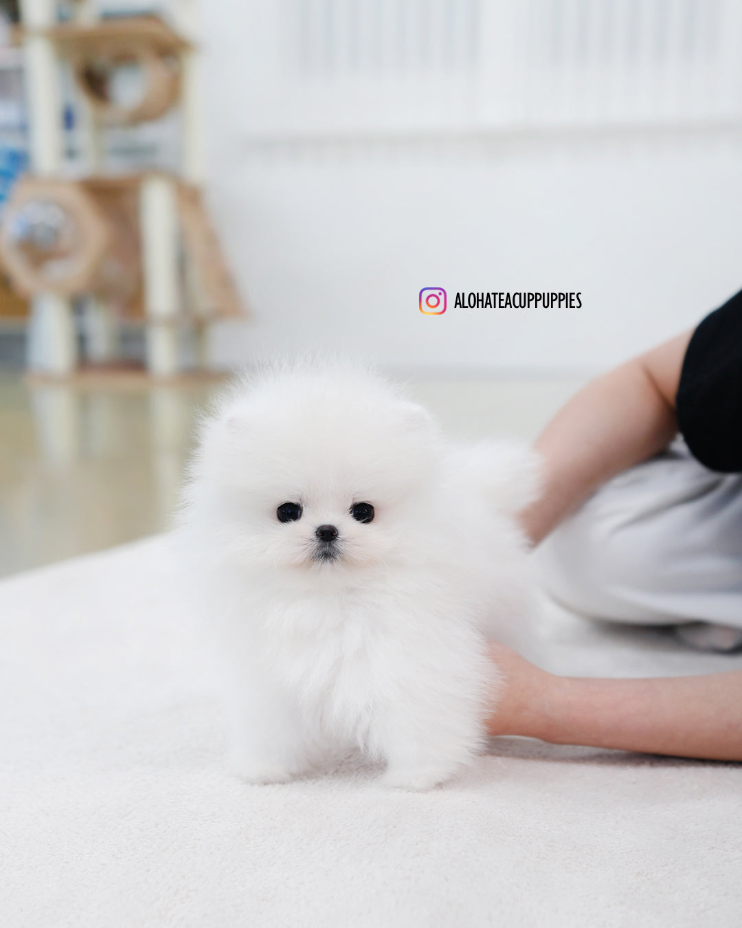 Sienna [POMERANIA TAZA DE TÉ]