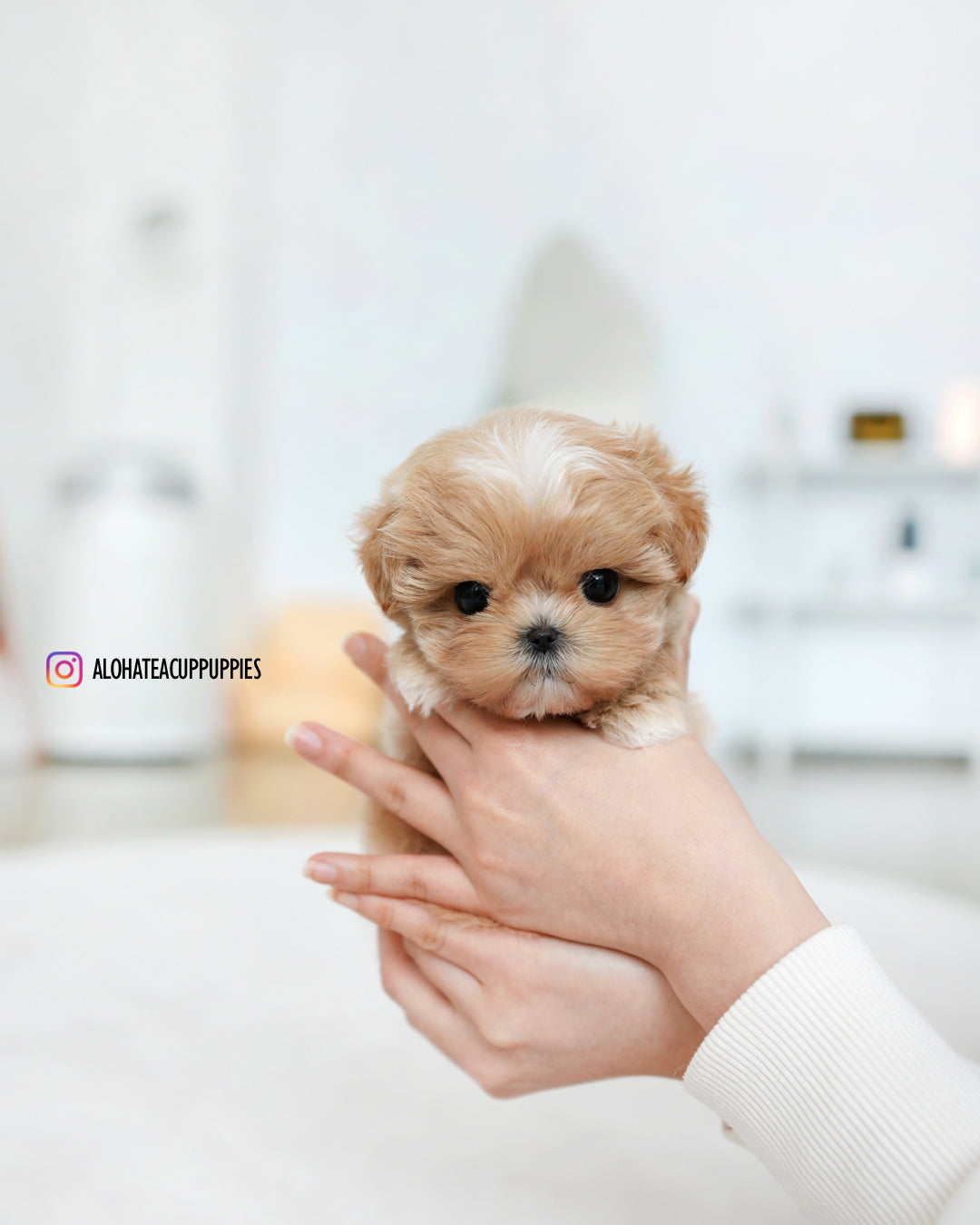 Tia [TEACUP MALTIPOO]